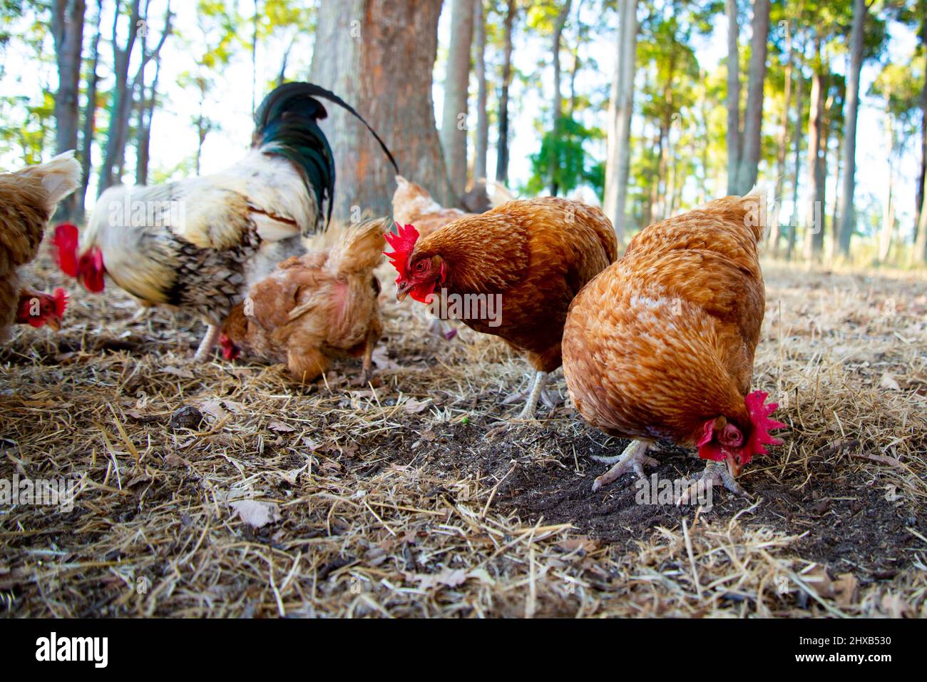 Free Range ISA Brown Chicken Stockfoto