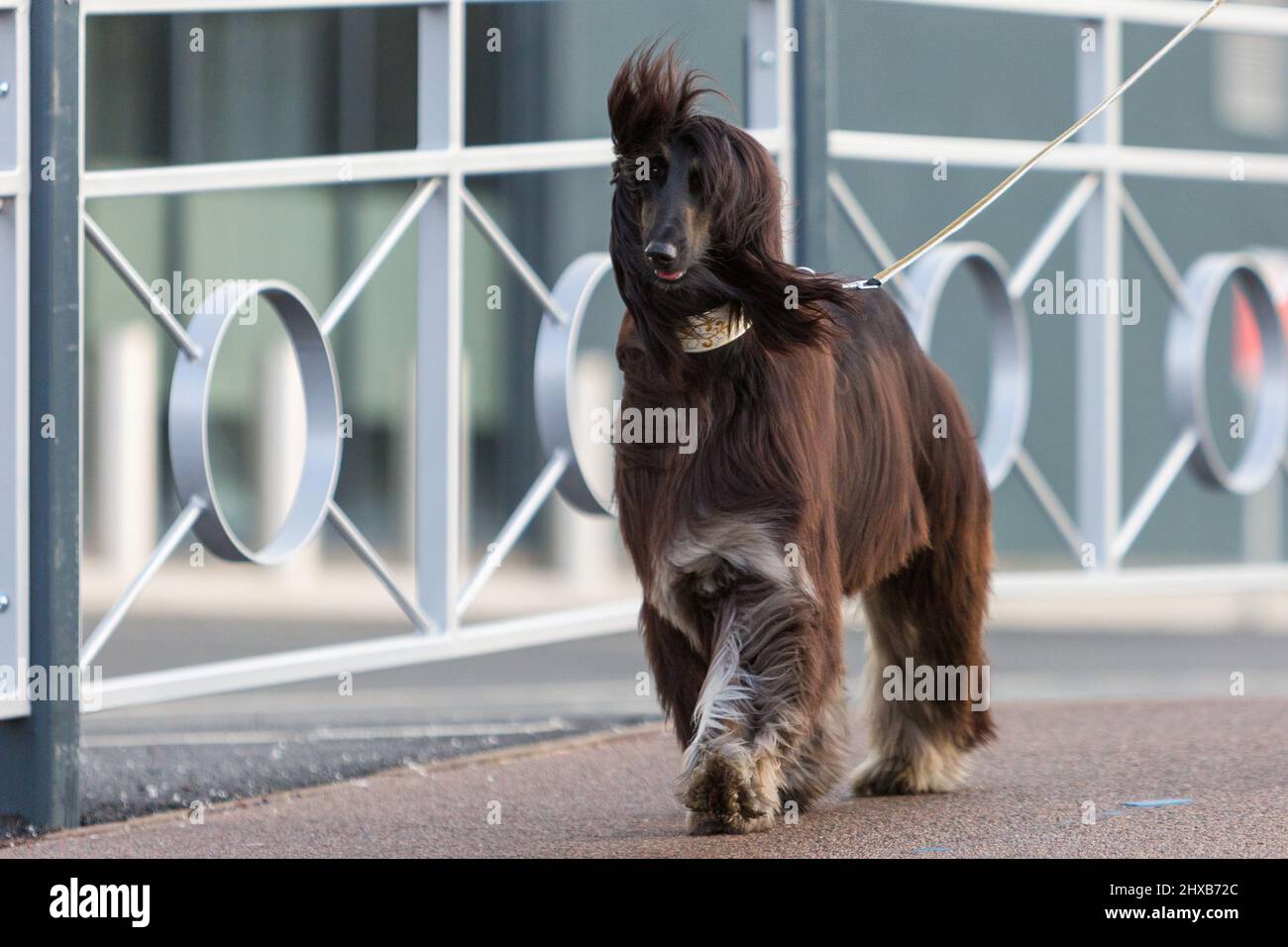 Birmingham, Den 11. März 2022. Der Wind bläst die Haare dieses afghanischen Hundes, als er am zweiten Tag der Crufts 2022 im NEC in Birmingham in Großbritannien ankommt. ©Jon Freeman/Alamy Live News Stockfoto