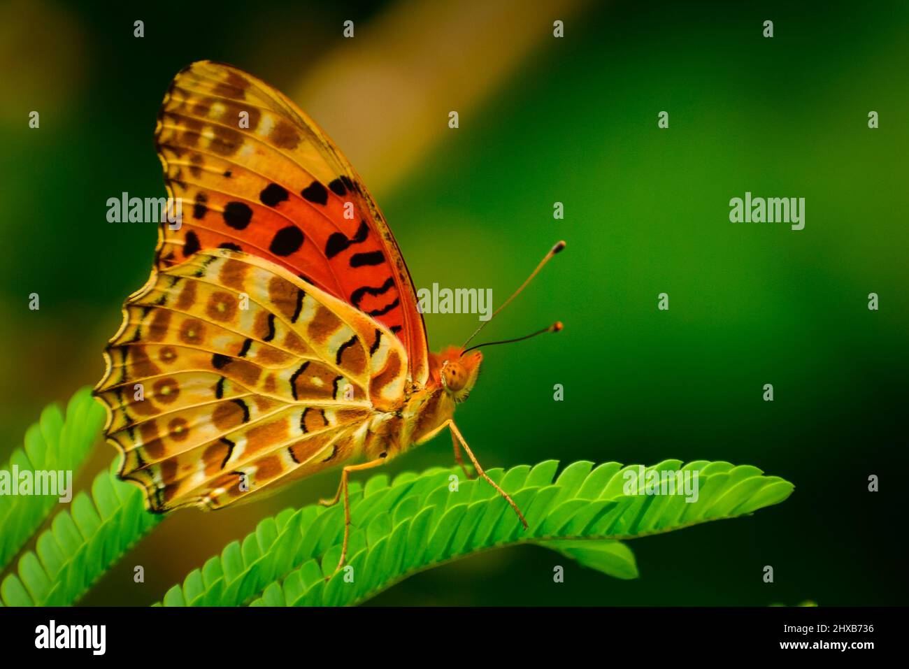Nahaufnahme eines erstaunlichen Schmetterlings erstaunliche Bild von indischen fritillären Männchen (argynnis hyperbius) Schmetterling. Stockfoto