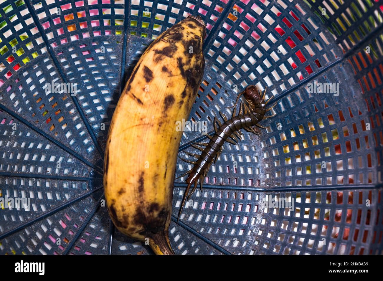 Tehatta, Indien. 09. März 2022. Tausendfüßler sind langgestreckte metamerische Kreaturen mit einem Paar Beinen pro Körpersegment. Tausendfüßler sind giftig und können schmerzhafte Bisse verursachen, indem sie ihr Gift durch Zangenartige Anhänge, die als Forcipeln bekannt sind, injizieren. Tausendfüßler sind überwiegend fleischfressend. Ein Tausendfüßler versteckt sich abends in Tehatta hinter einer Banane in einem Korb. (Foto von Soumyabrata Roy/Pacific Press) Quelle: Pacific Press Media Production Corp./Alamy Live News Stockfoto