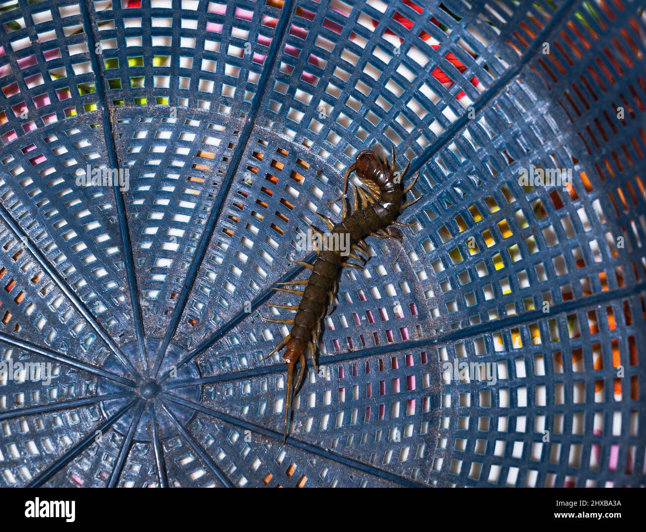 Tehatta, Indien. 09. März 2022. Tausendfüßler sind langgestreckte metamerische Kreaturen mit einem Paar Beinen pro Körpersegment. Tausendfüßler sind giftig und können schmerzhafte Bisse verursachen, indem sie ihr Gift durch Zangenartige Anhänge, die als Forcipeln bekannt sind, injizieren. Tausendfüßler sind überwiegend fleischfressend. Ein Tausendfüßler versteckt sich abends in Tehatta hinter einer Banane in einem Korb. (Foto von Soumyabrata Roy/Pacific Press) Quelle: Pacific Press Media Production Corp./Alamy Live News Stockfoto