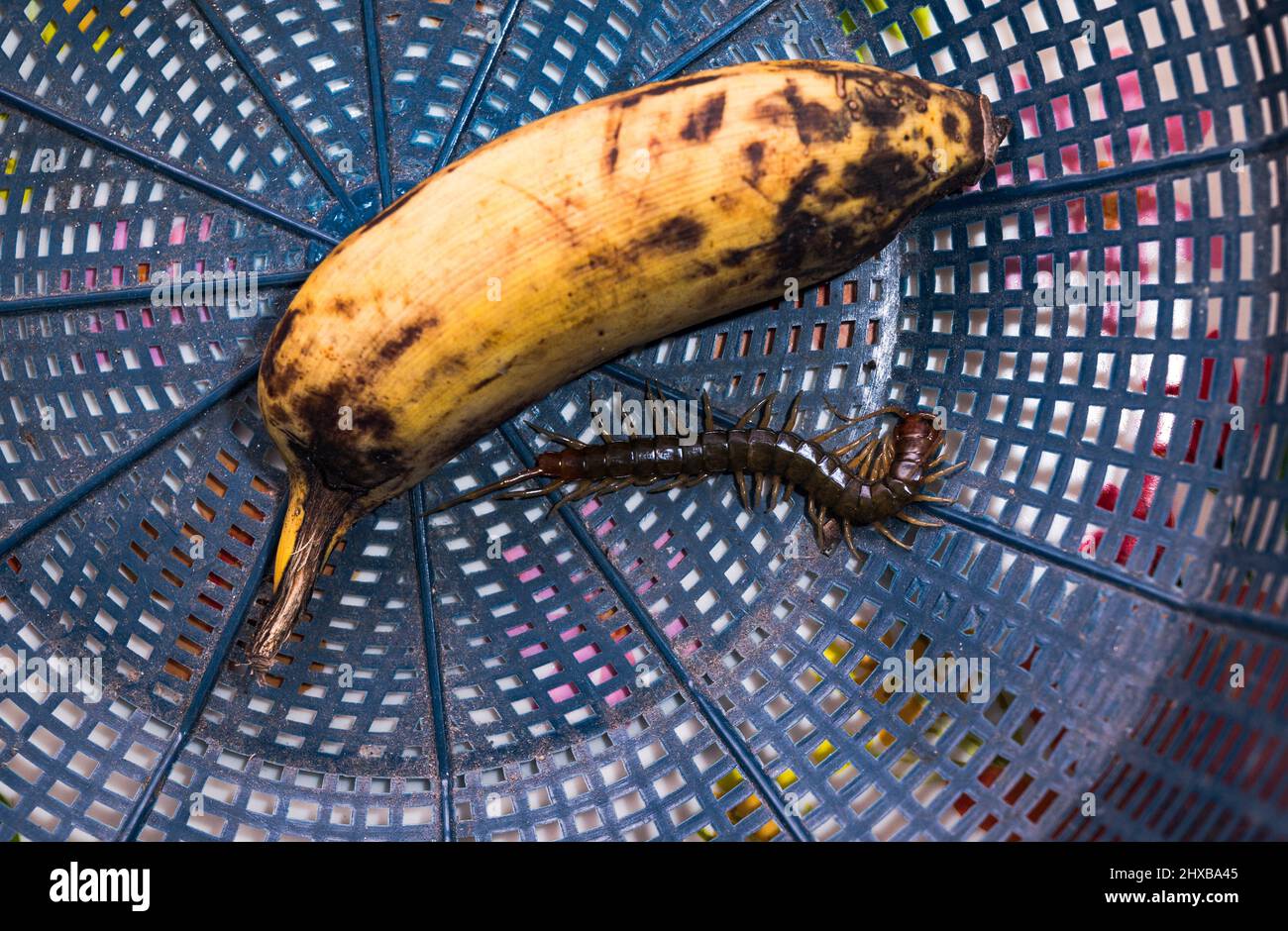 Tehatta, Indien. 09. März 2022. Tausendfüßler sind langgestreckte metamerische Kreaturen mit einem Paar Beinen pro Körpersegment. Tausendfüßler sind giftig und können schmerzhafte Bisse verursachen, indem sie ihr Gift durch Zangenartige Anhänge, die als Forcipeln bekannt sind, injizieren. Tausendfüßler sind überwiegend fleischfressend. Ein Tausendfüßler versteckt sich abends in Tehatta hinter einer Banane in einem Korb. (Foto von Soumyabrata Roy/Pacific Press) Quelle: Pacific Press Media Production Corp./Alamy Live News Stockfoto