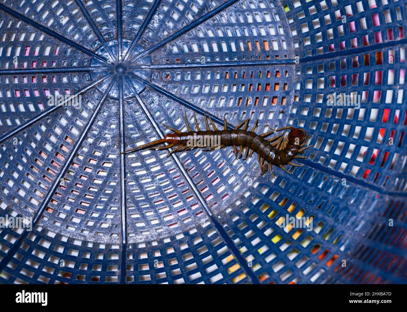 Tehatta, Indien. 09. März 2022. Tausendfüßler sind langgestreckte metamerische Kreaturen mit einem Paar Beinen pro Körpersegment. Tausendfüßler sind giftig und können schmerzhafte Bisse verursachen, indem sie ihr Gift durch Zangenartige Anhänge, die als Forcipeln bekannt sind, injizieren. Tausendfüßler sind überwiegend fleischfressend. Ein Tausendfüßler versteckt sich abends in Tehatta hinter einer Banane in einem Korb. (Foto von Soumyabrata Roy/Pacific Press) Quelle: Pacific Press Media Production Corp./Alamy Live News Stockfoto