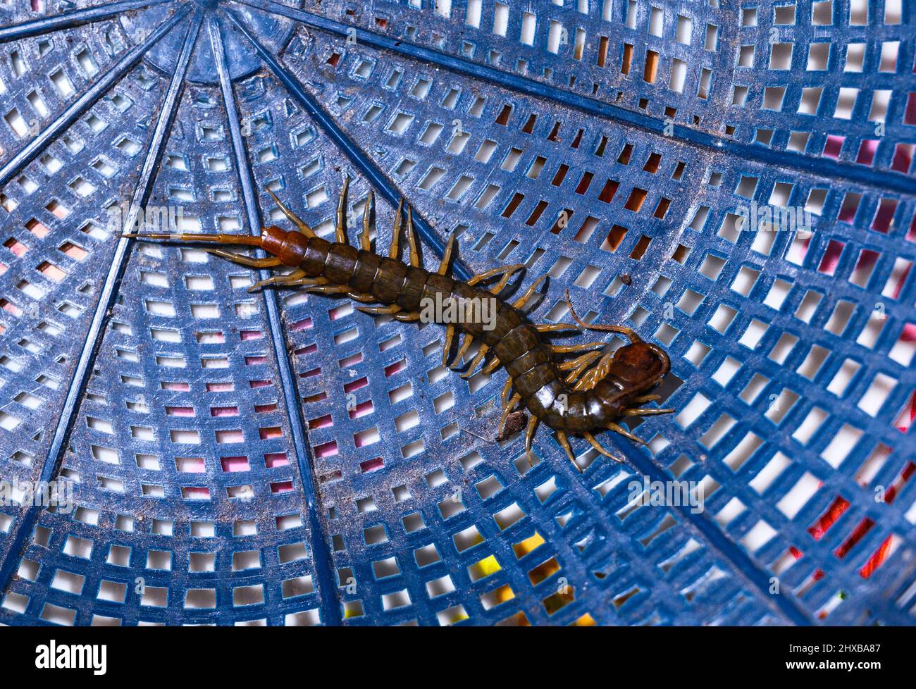 Tehatta, Indien. 09. März 2022. Tausendfüßler sind langgestreckte metamerische Kreaturen mit einem Paar Beinen pro Körpersegment. Tausendfüßler sind giftig und können schmerzhafte Bisse verursachen, indem sie ihr Gift durch Zangenartige Anhänge, die als Forcipeln bekannt sind, injizieren. Tausendfüßler sind überwiegend fleischfressend. Ein Tausendfüßler versteckt sich abends in Tehatta hinter einer Banane in einem Korb. (Foto von Soumyabrata Roy/Pacific Press) Quelle: Pacific Press Media Production Corp./Alamy Live News Stockfoto