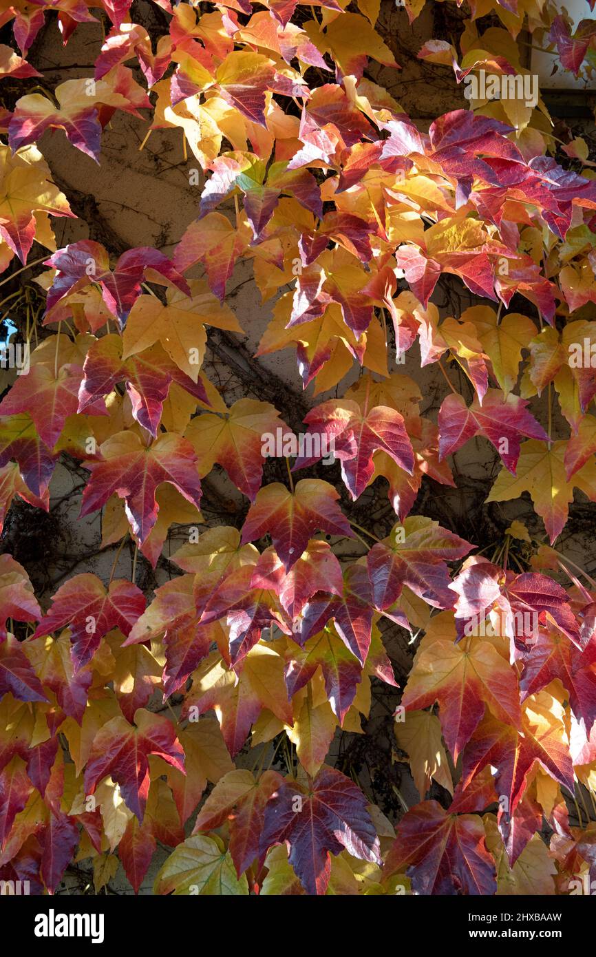 Details der herbstfarbenen Bostoner Efeu-Blätter an der Wand Stockfoto