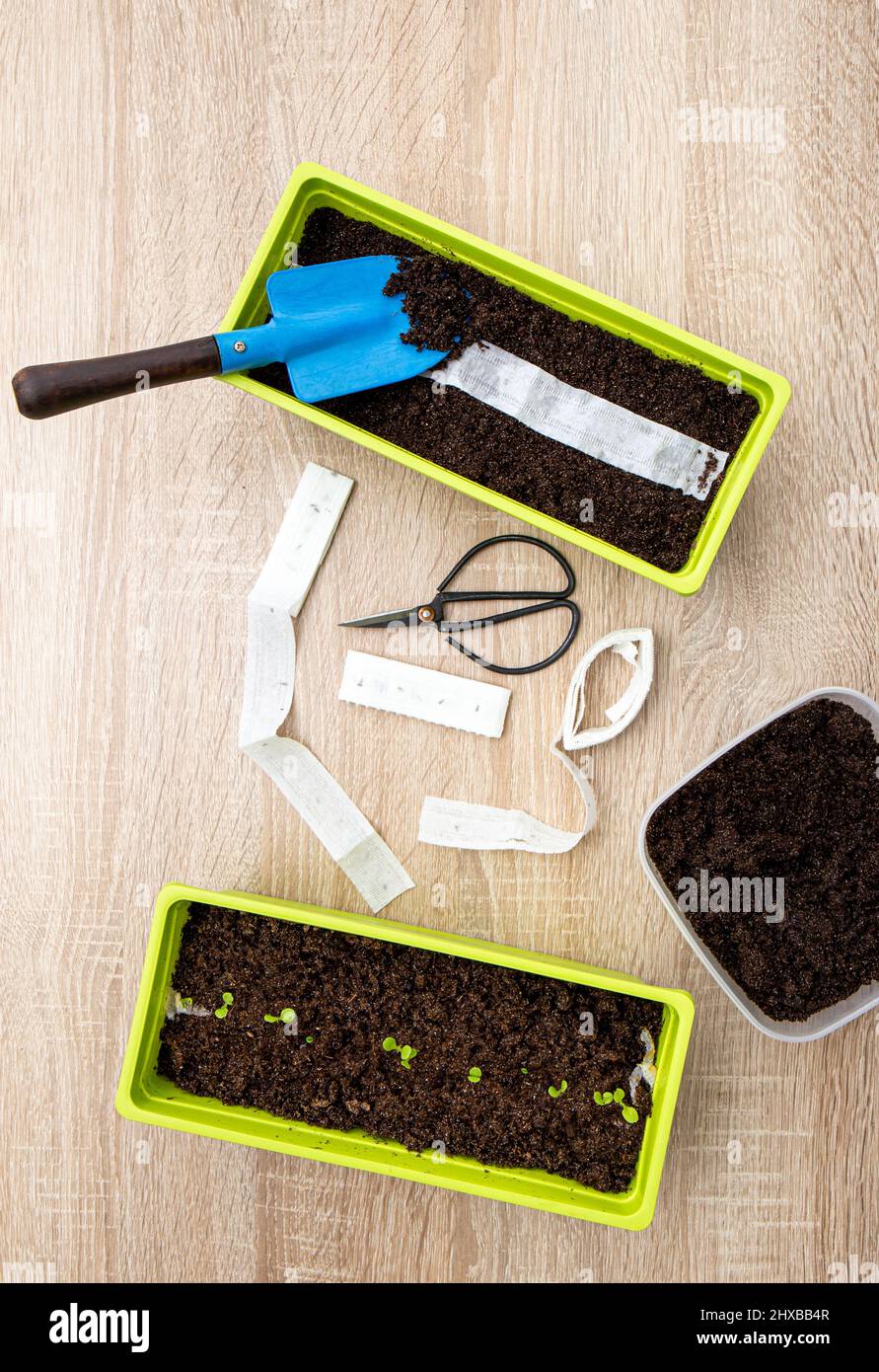 Salatpflanzen werden im Frühjahr zu Hause aus weißem Papiersamenband gepflanzt, in dem sich Samen befinden. Schnelle und einfache Möglichkeit, kleine Samen zu säen. Stockfoto