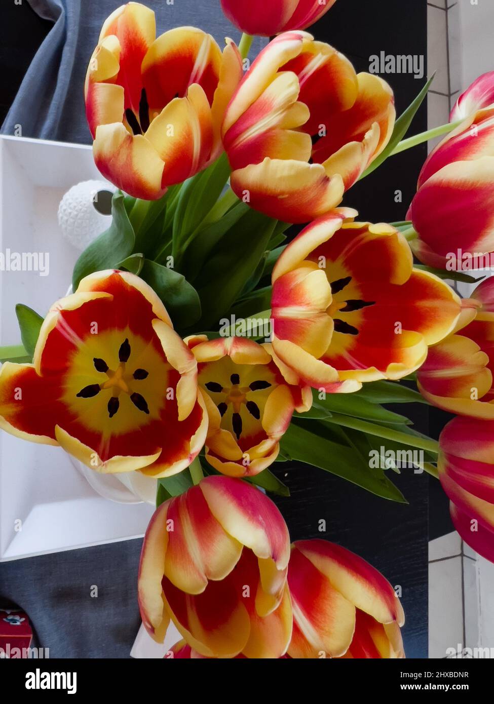 Tulpenblumen von oben mit einem Tisch im Hintergrund aufgenommen Stockfoto
