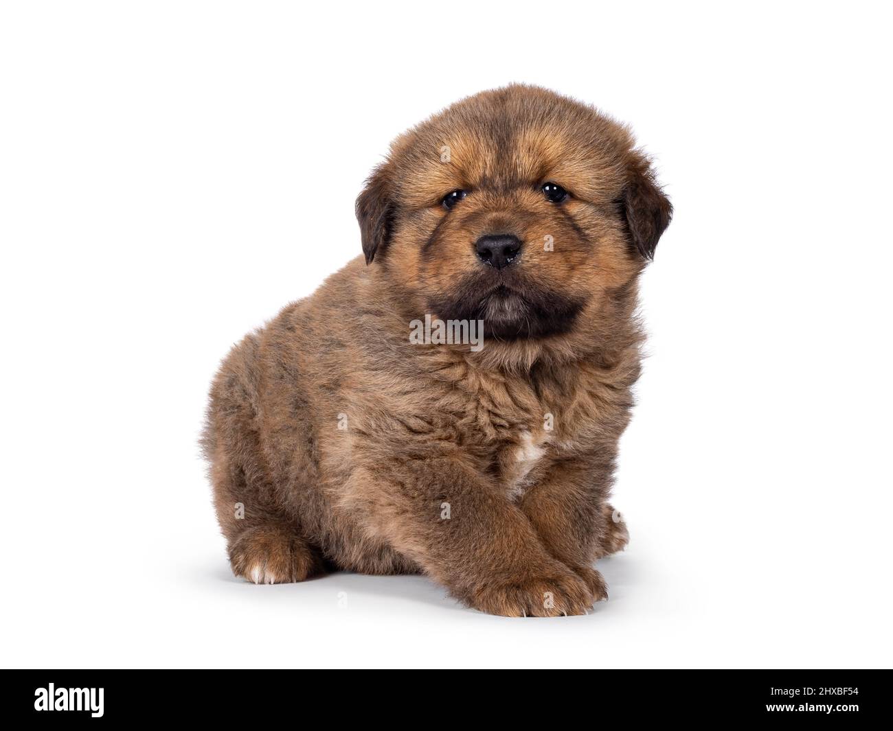 Liebenswert Baby tibetischen Mastiff Hund Welpen, sitzen Seite Wege. Blick auf die Kamera. Isoliert auf weißem Hintergrund. Stockfoto