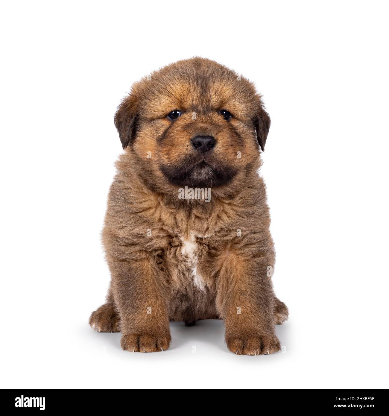 Liebenswert Baby tibetischen Mastiff Hund Welpen, sitzen nach vorne. Blick auf die Kamera. Isoliert auf weißem Hintergrund. Stockfoto