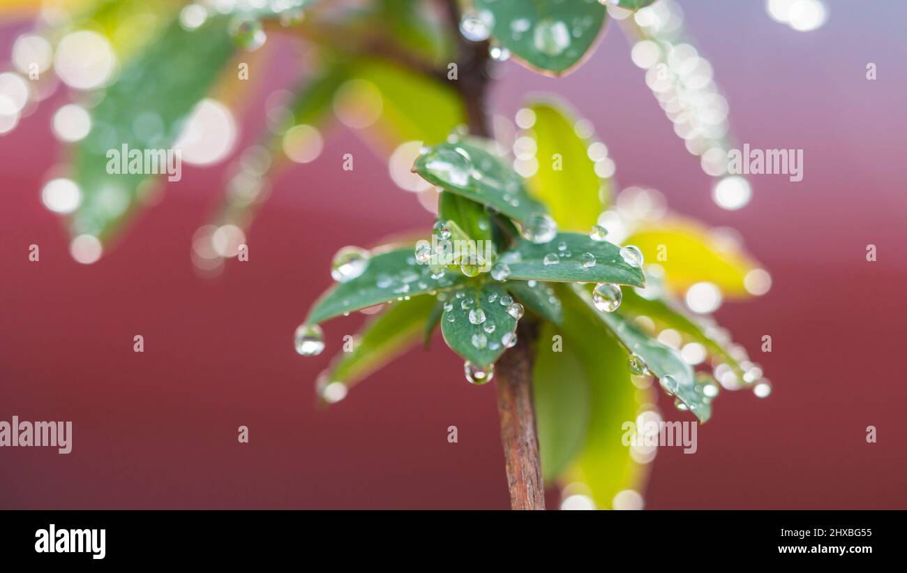 Eine Makroaufnahme von Regentropfen, die auf einer Ansammlung grüner Blätter ruhen. Stockfoto