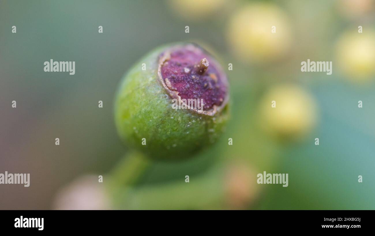Eine Makroaufnahme einer Efeu-Beere, die zu reifen beginnt. Stockfoto