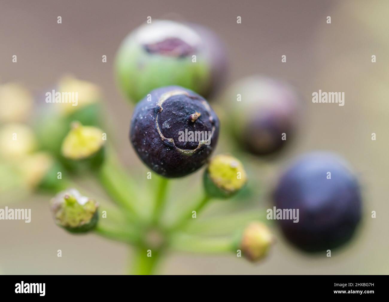 Eine Makroaufnahme der reifen Beere einer gewöhnlichen Efeu-Pflanze. Stockfoto
