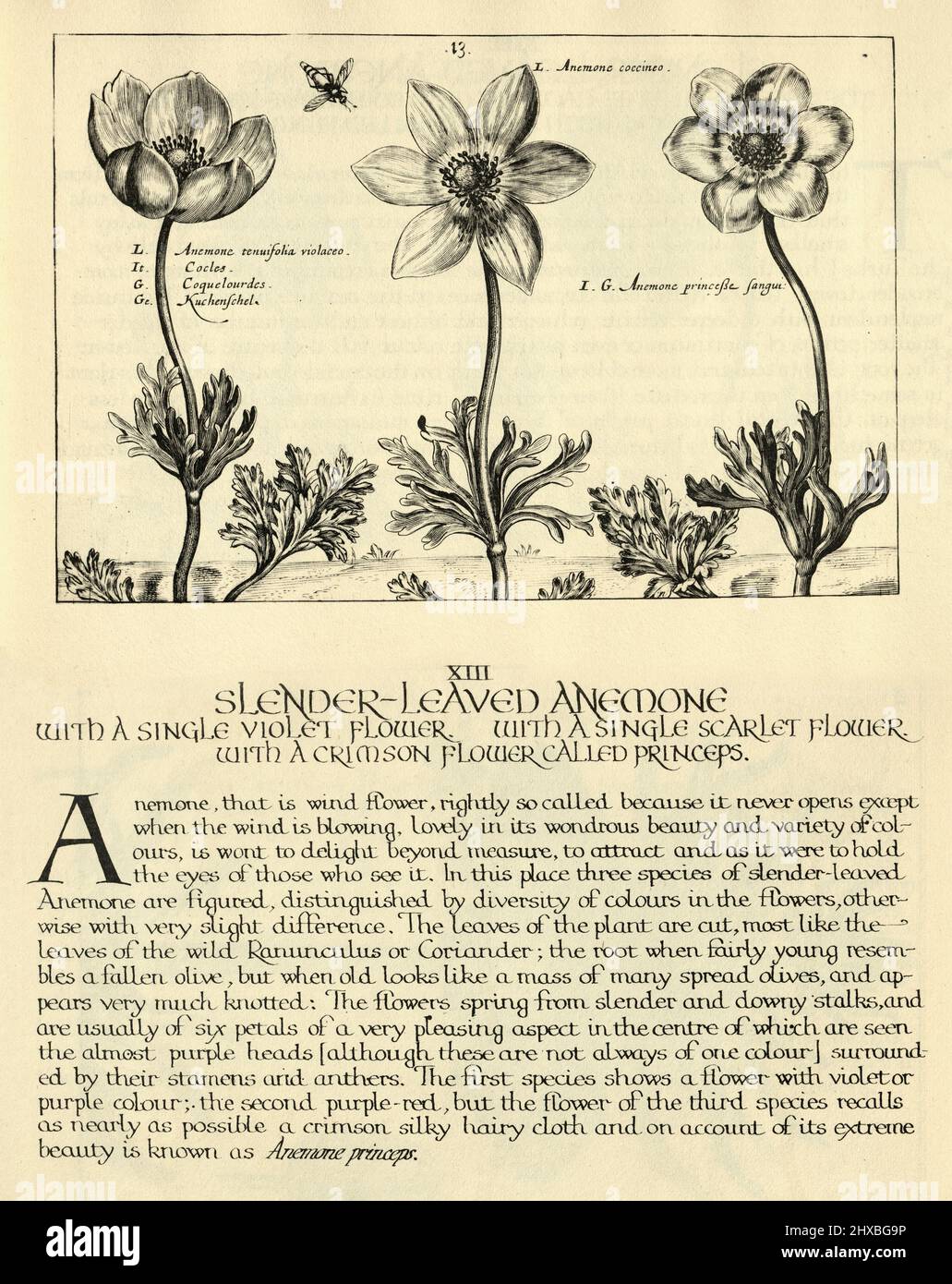 Botanischer Kunstdruck von schlanker, blättriger Anemone, von Hortus Floridus von Crispin de Passe, Vintage-Illustration Stockfoto
