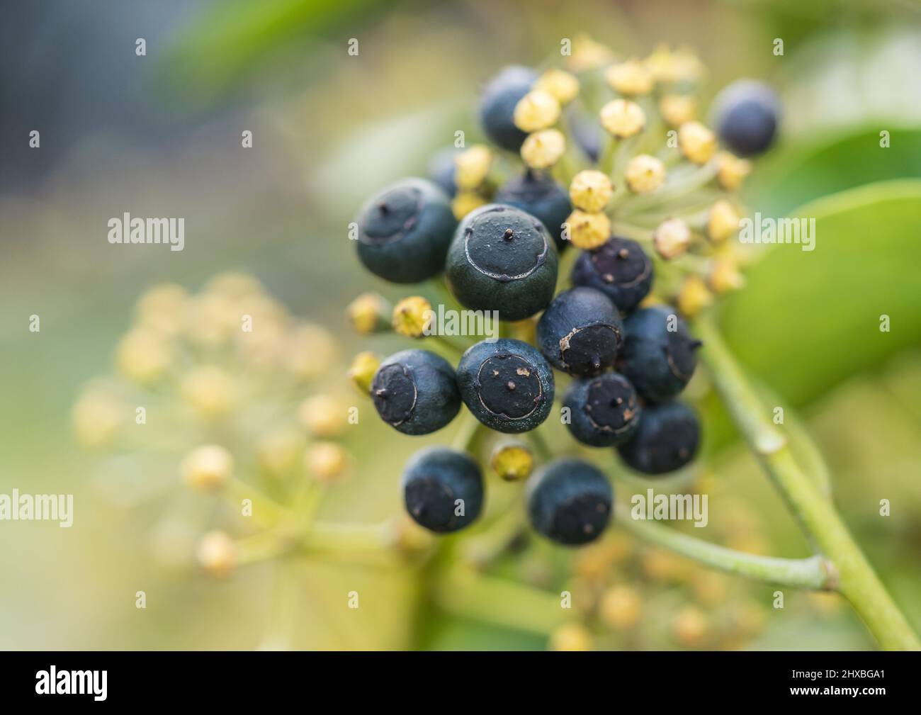 Eine Makroaufnahme von einigen schwarzen Efeu-Beeren. Stockfoto