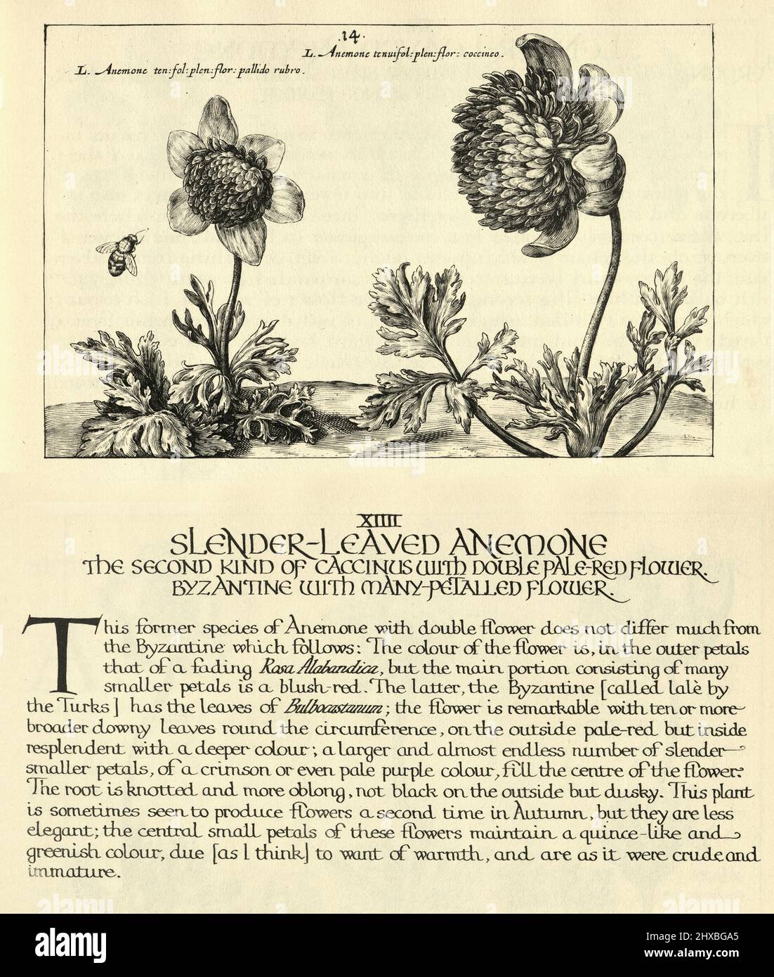 Botanischer Kunstdruck von schlanker, blättriger Anemone, byzantinisch mit vielen Blütenblättern, von Hortus Floridus von Crispin de Passe, Vintage-Illustration Stockfoto