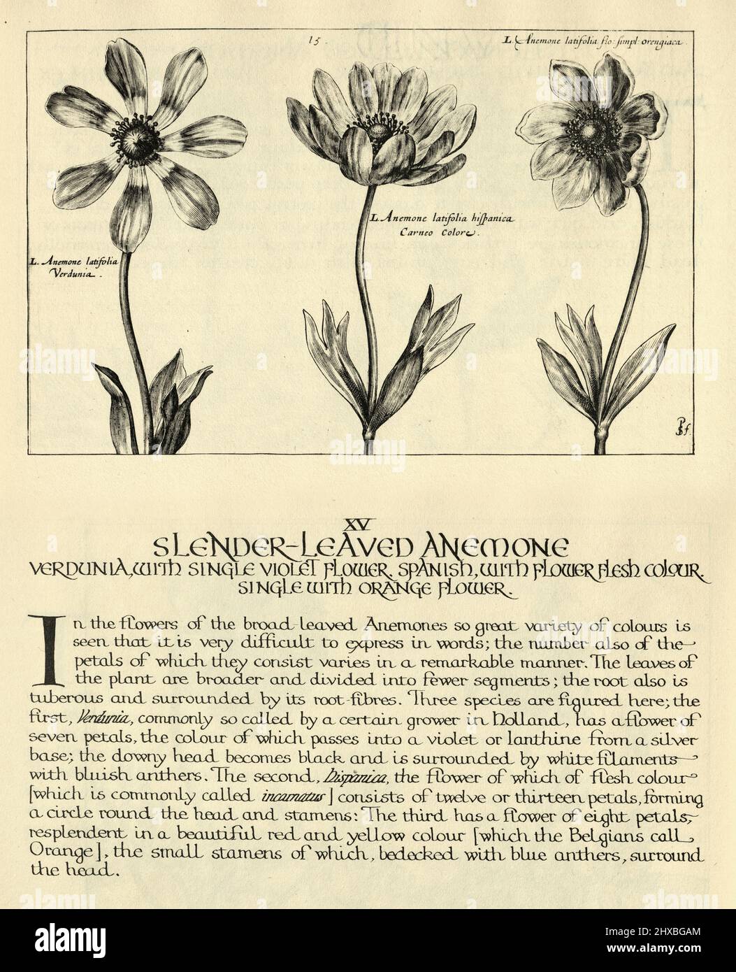 Botanischer Kunstdruck von schlanker, blättriger Anemone, Verdunia, Spanisch, aus Hortus Floridus von Crispin de Passe, Vintage-Illustration Stockfoto