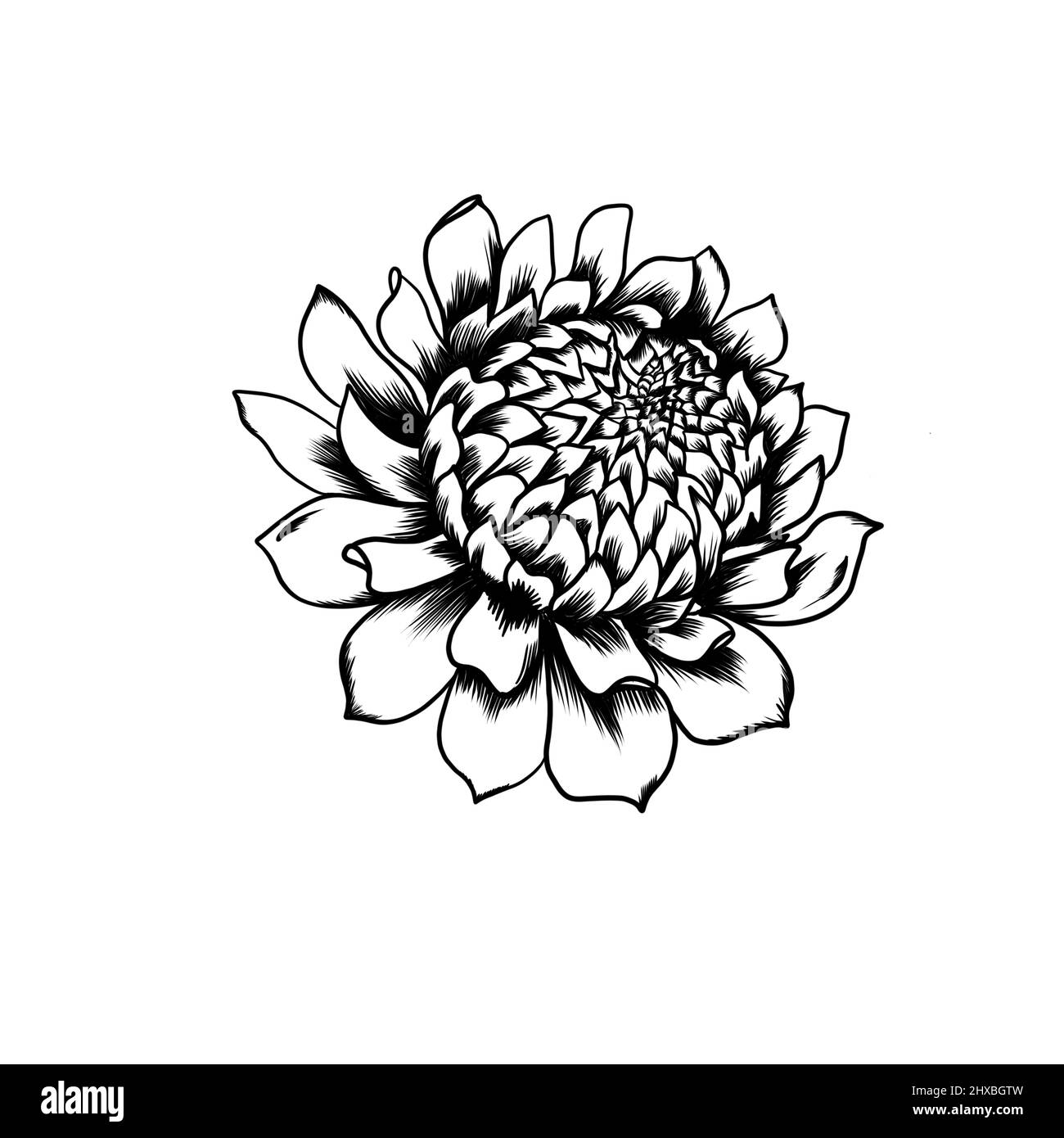 Chrysantheme Blume. Linienzeichnung. Schwarz-Weiß-Abbildung. Detaillierte Tattoo-Skizze Stockfoto