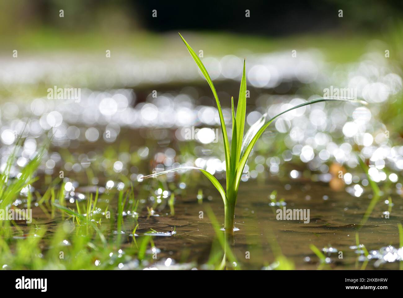 Junge Pflanze, die in einer Wasserpfütze wächst. Konzept des neuen Lebens. Stockfoto