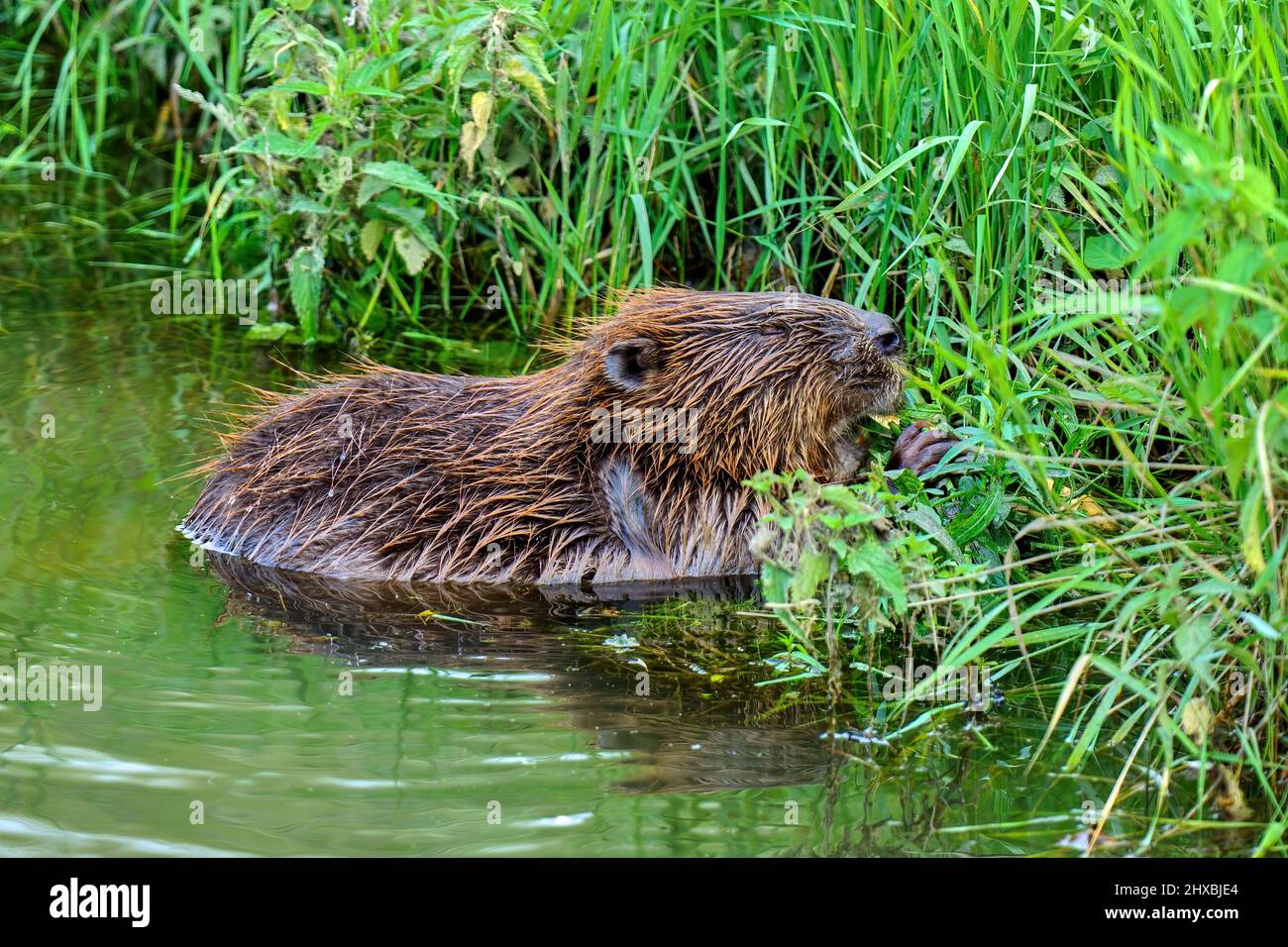 Eurasischer Biber Castor Fiber im Wasser in der Dämmerung. Auf der Suche nach Essen. Hohes Gras essen. Flussufer. Seitenansicht, Nahaufnahme. Kopierbereich. Trencin, Slowakei. Stockfoto