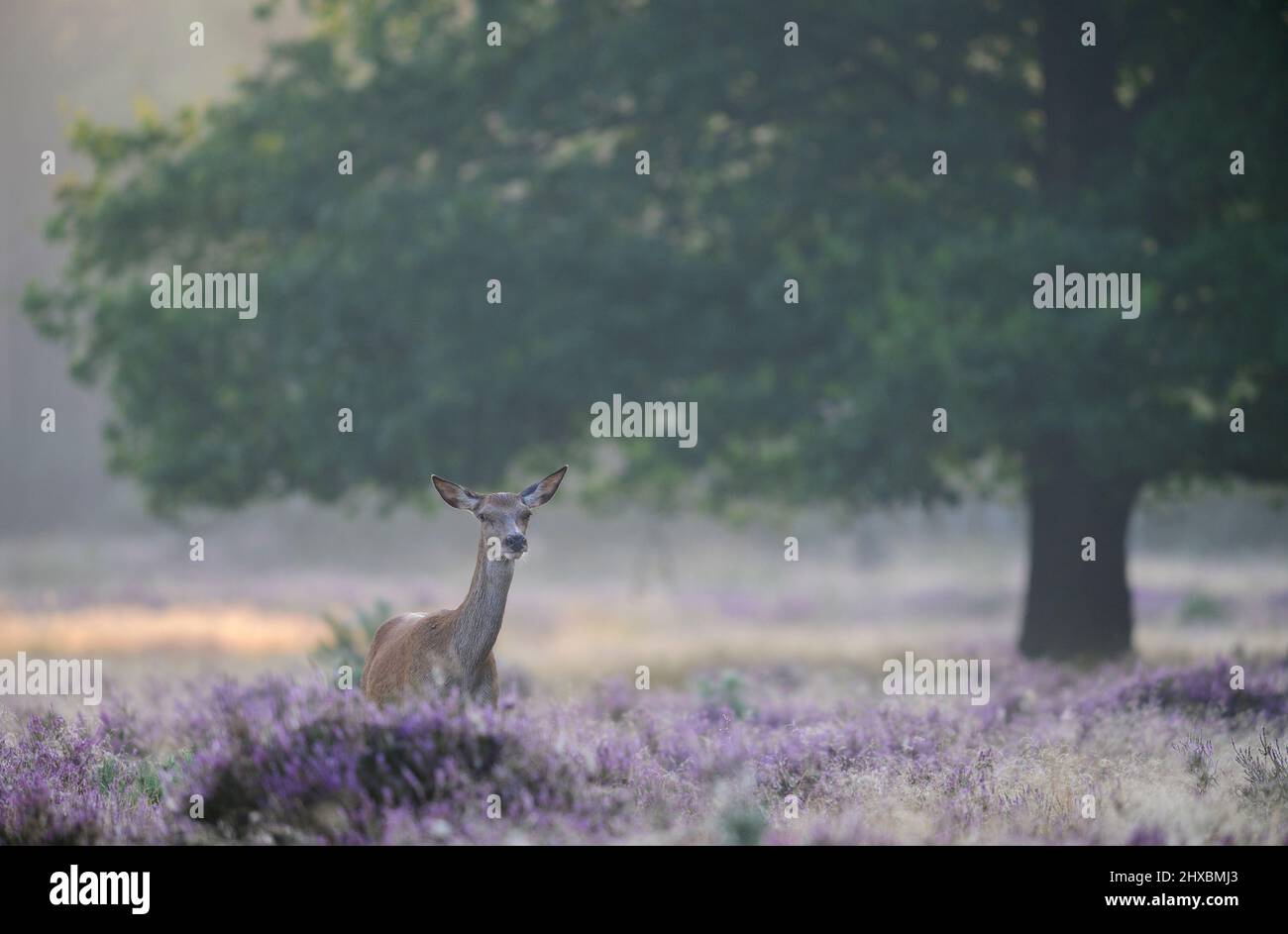 Weibchen Rotwild in Blüte Gemeine Heidekraut mit einer Eiche im Hintergrund Stockfoto