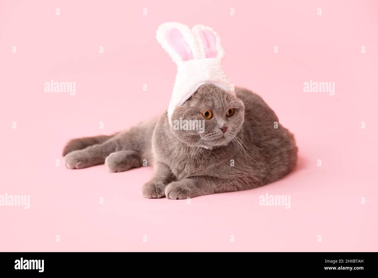 Niedliche schottische Falte Katze in Hasenohren auf rosa Hintergrund Stockfoto