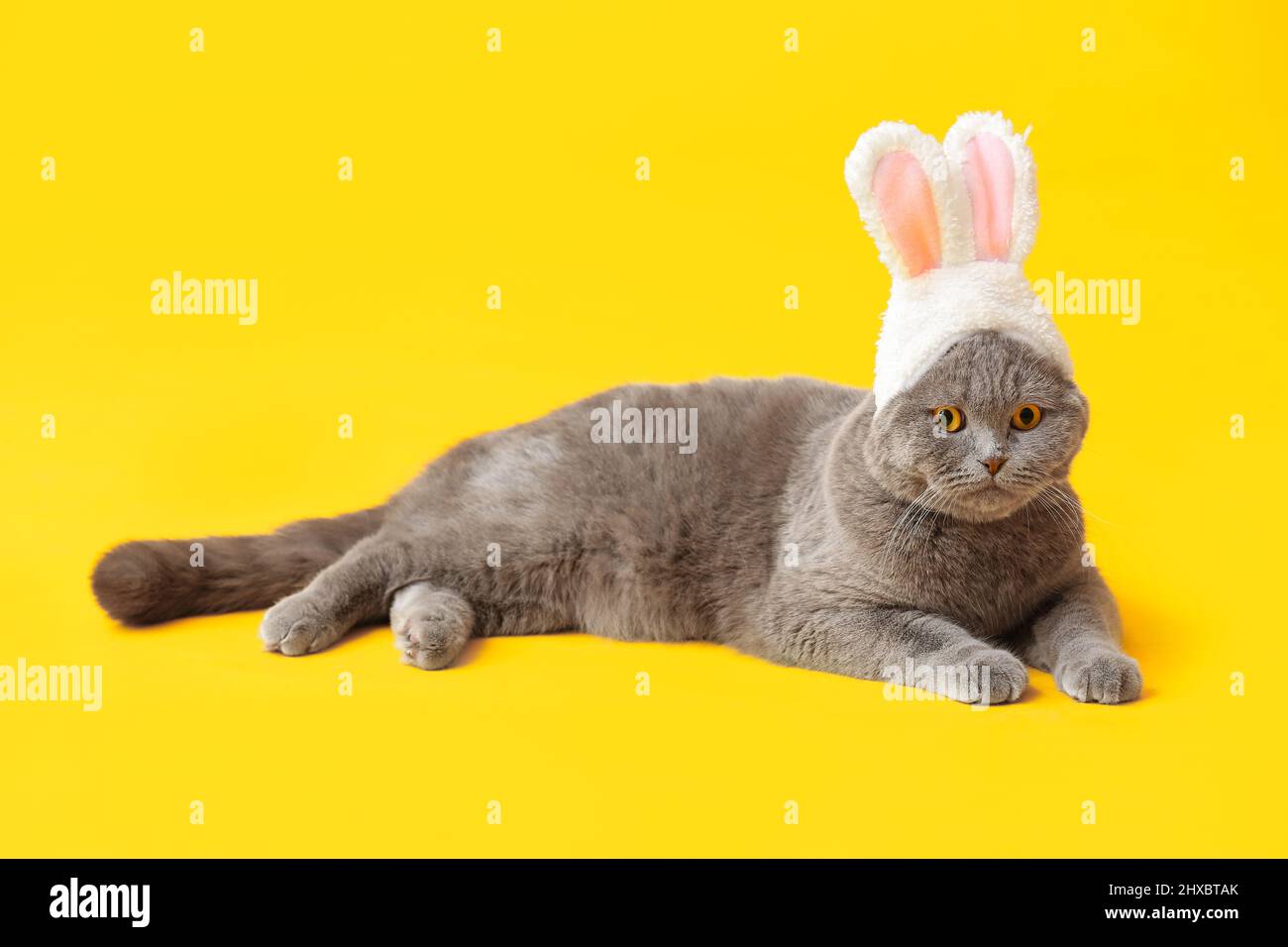Niedliche schottische Falte Katze in Hasenohren auf gelbem Hintergrund Stockfoto