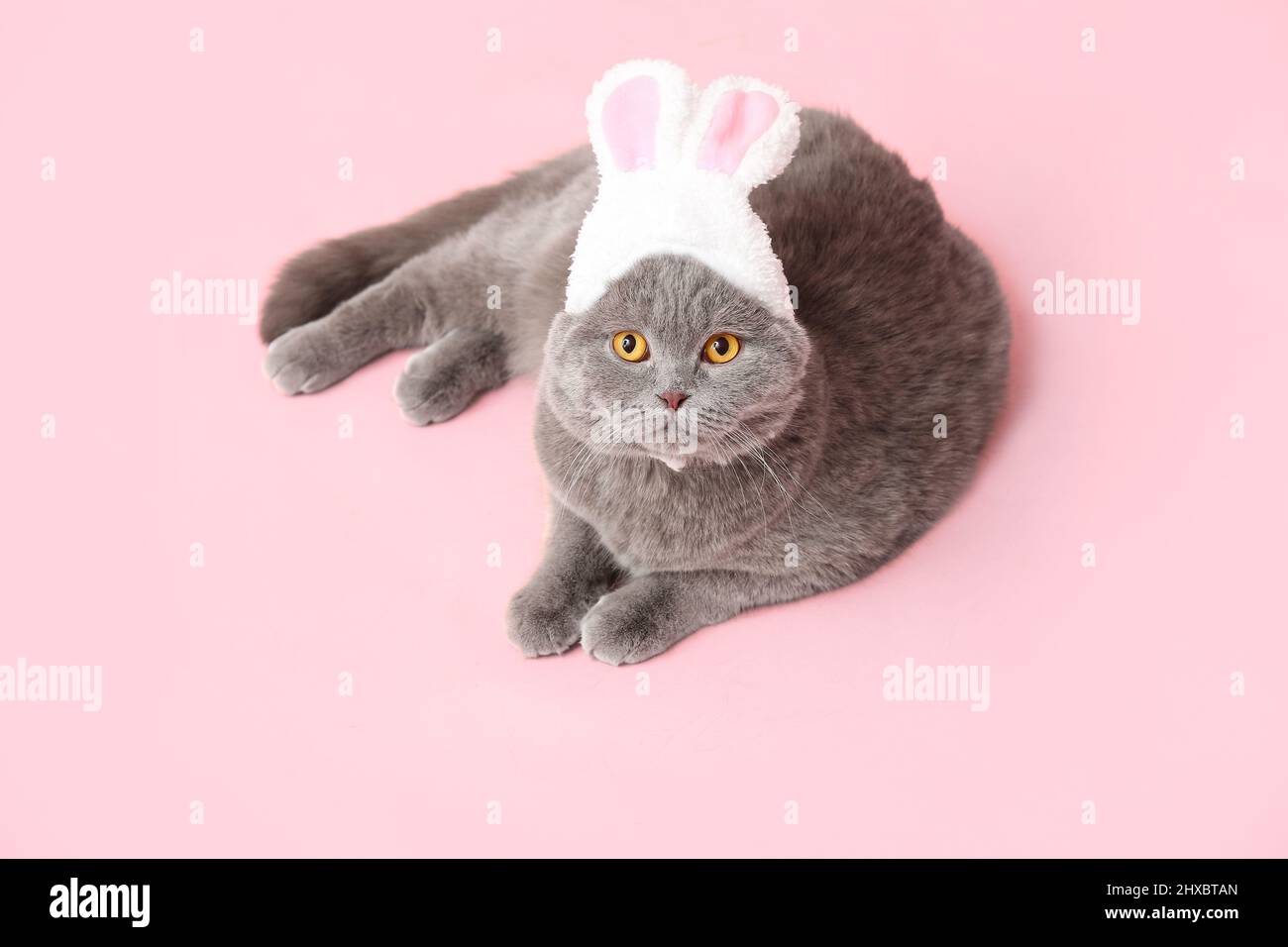 Niedliche schottische Falte Katze in Hasenohren auf rosa Hintergrund Stockfoto
