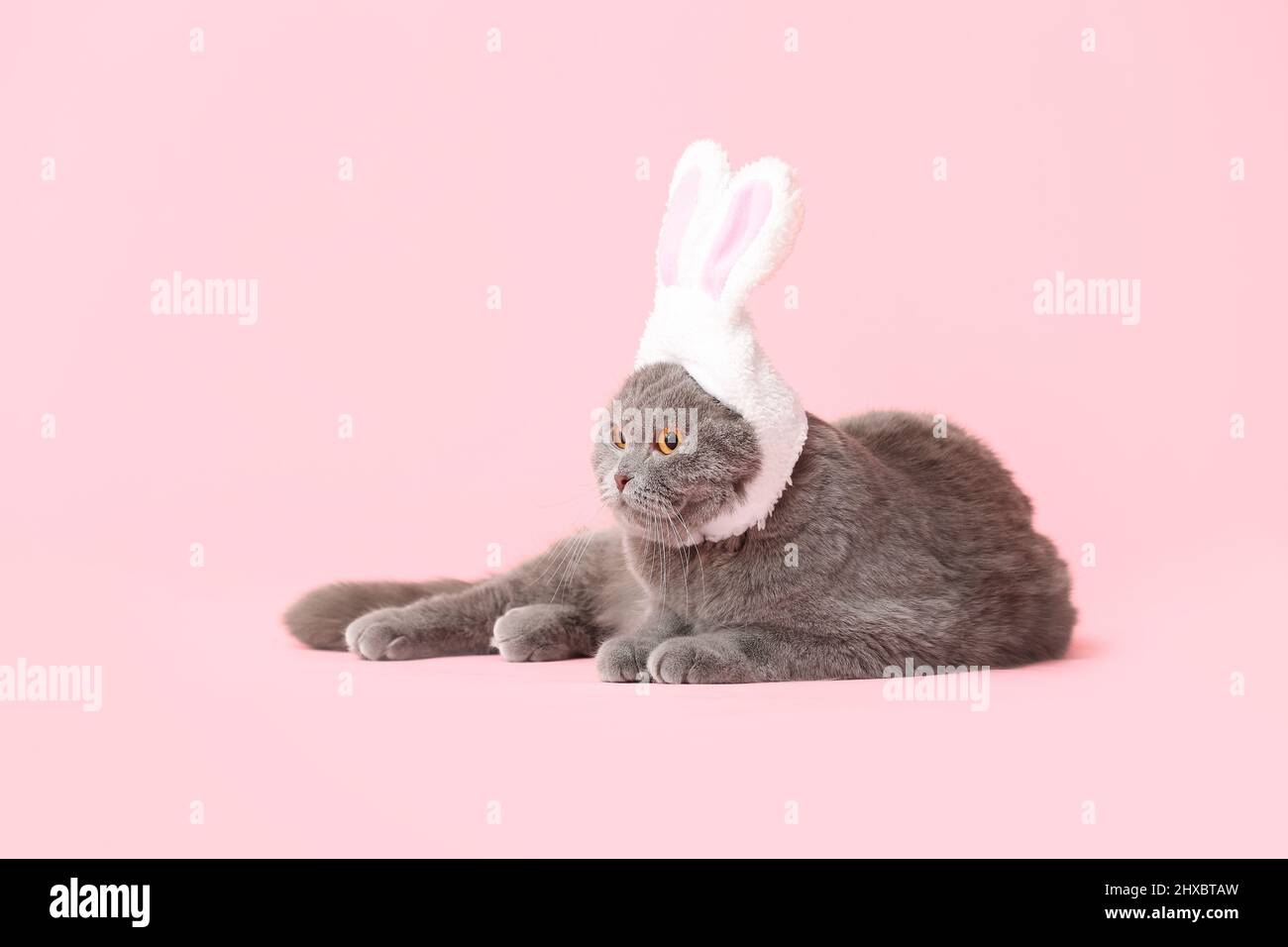 Niedliche schottische Falte Katze in Hasenohren auf rosa Hintergrund Stockfoto