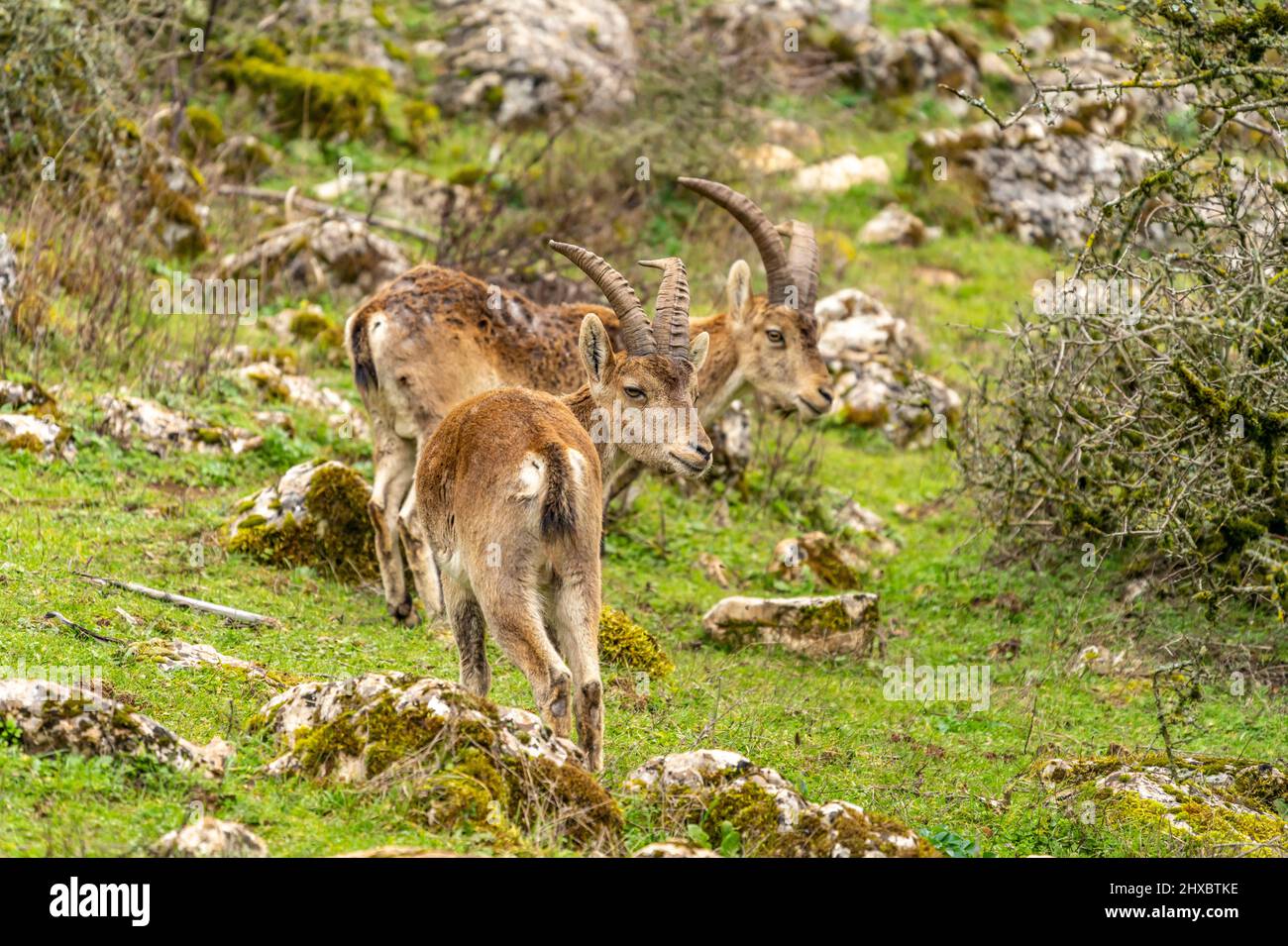 Iberiensteinböcke Capra pyrenaica im Naturschutzgebiet El Torcal bei Antequera, Andalusien, Spanien | Iberischer Steinbock Capra pyrenaica bei El Torcal de Stockfoto