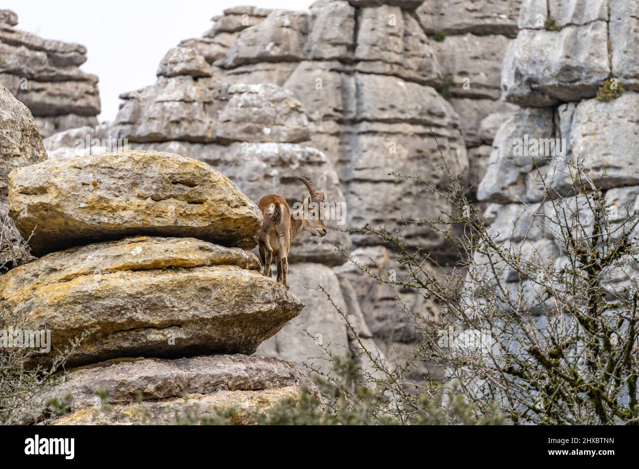 Iberiensteinbock Capra pyrenaica im Naturschutzgebiet El Torcal bei Antequera, Andalusien, Spanien | Iberischer Steinbock Capra pyrenaica bei El Torcal de A Stockfoto