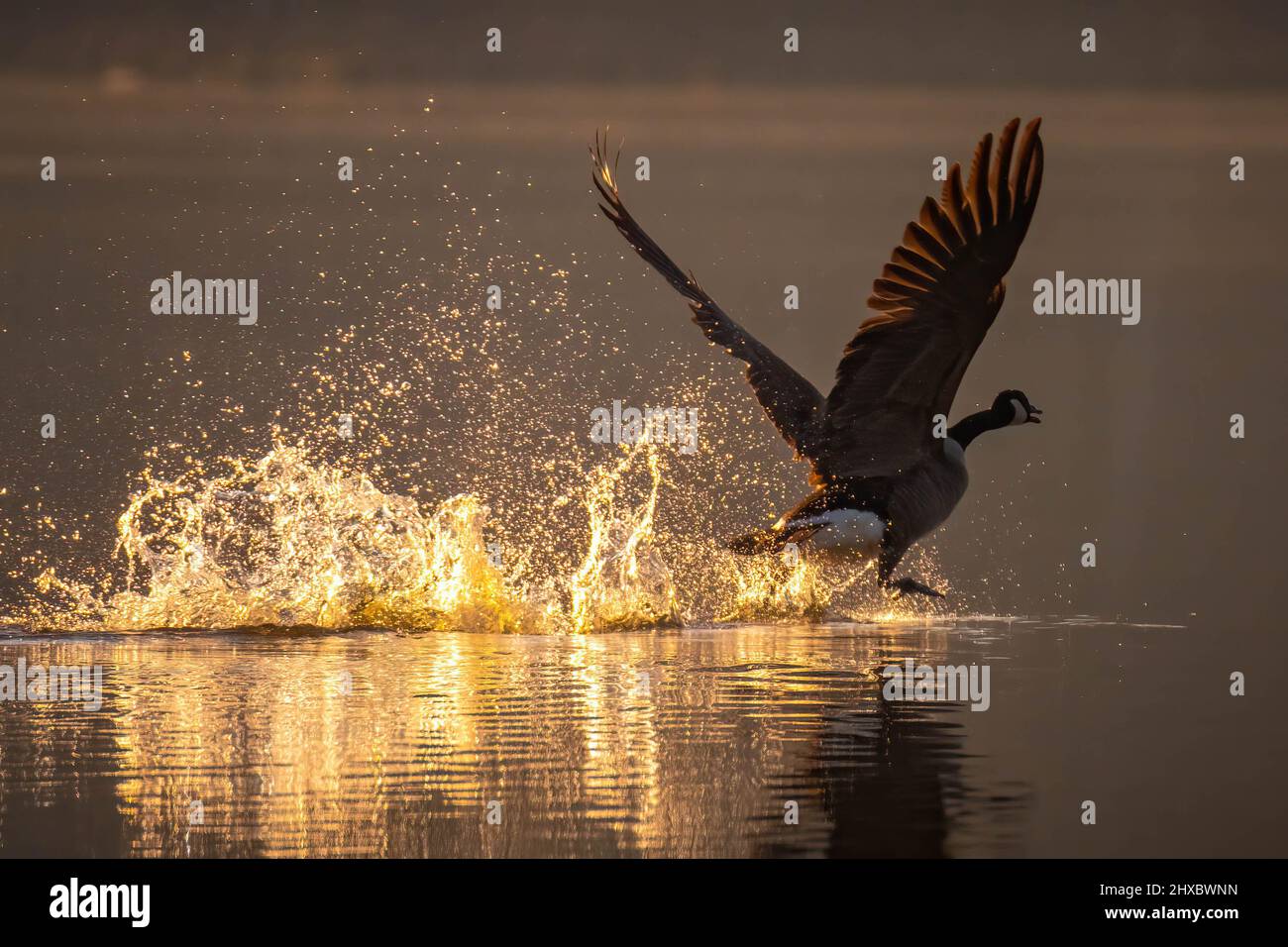 Eine Canada Goose fliegt im frühen Morgenlicht mit Flügeln aus dem See. Lake Benson Park, Garner, North Carolina. Stockfoto