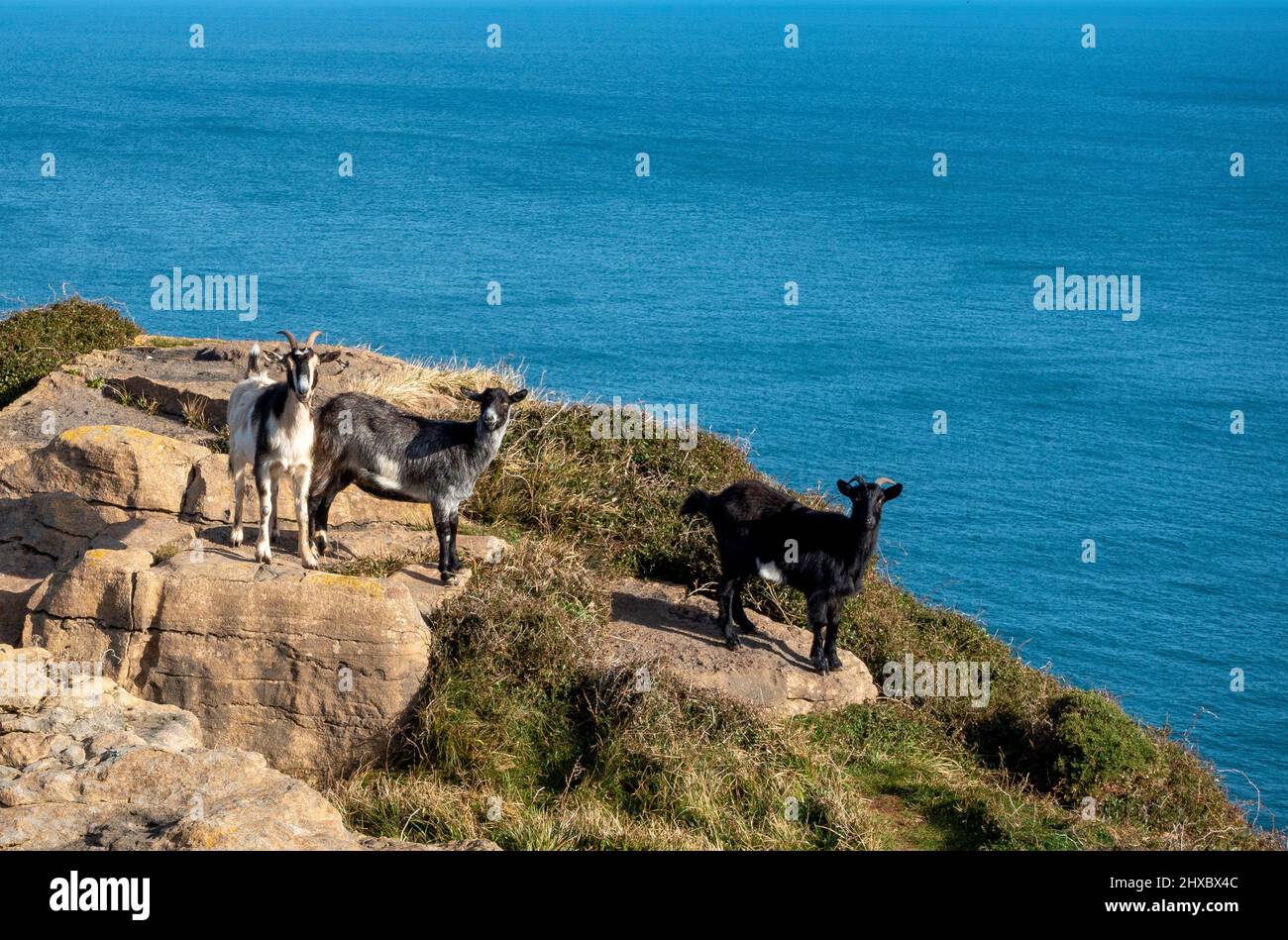 Bergziegen wandern frei im Naturpark an der Nordküste Spaniens zwischen Noja und La Sorrozuela in Kantabrien Stockfoto