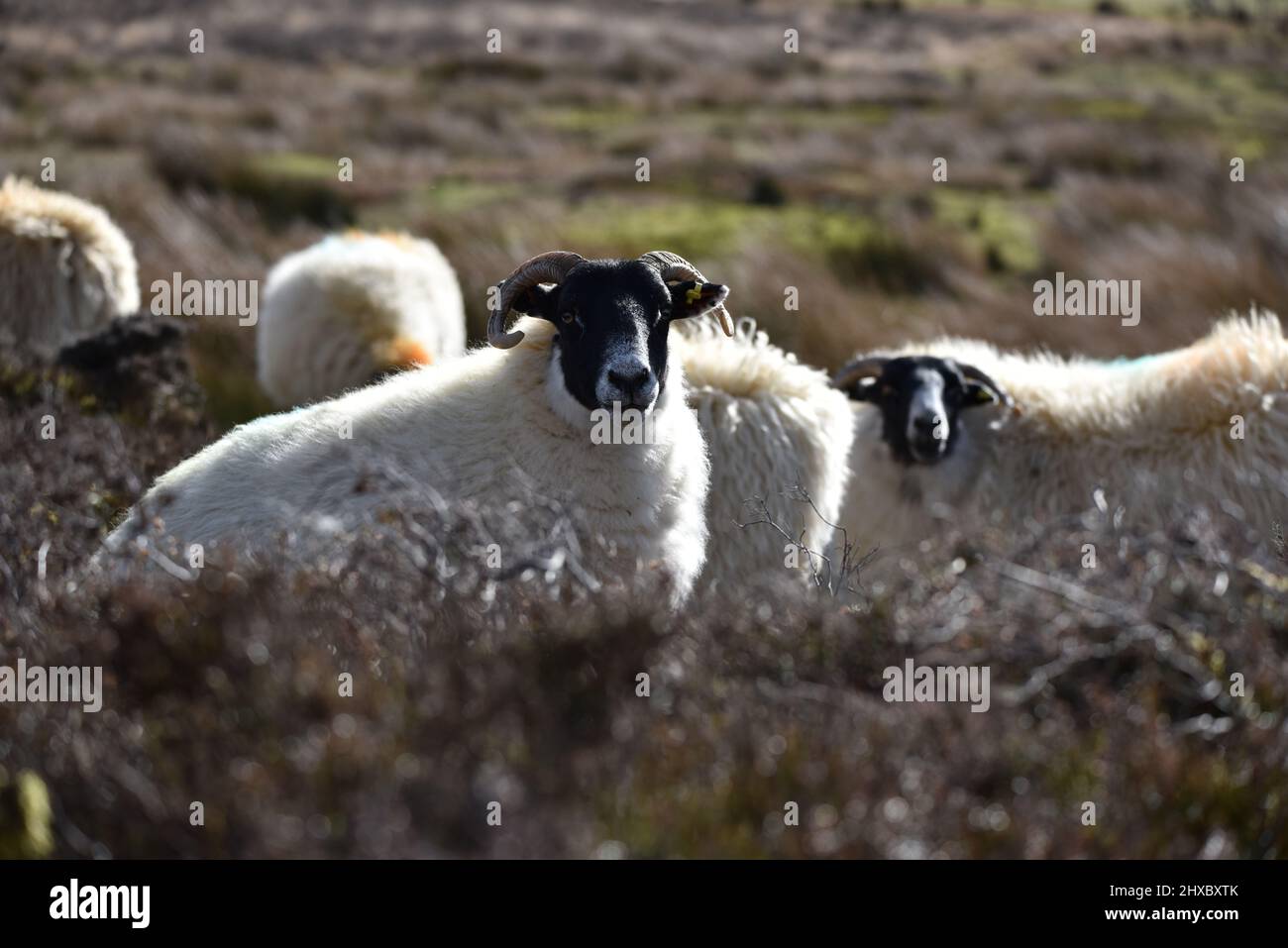 Schafe Stockfoto