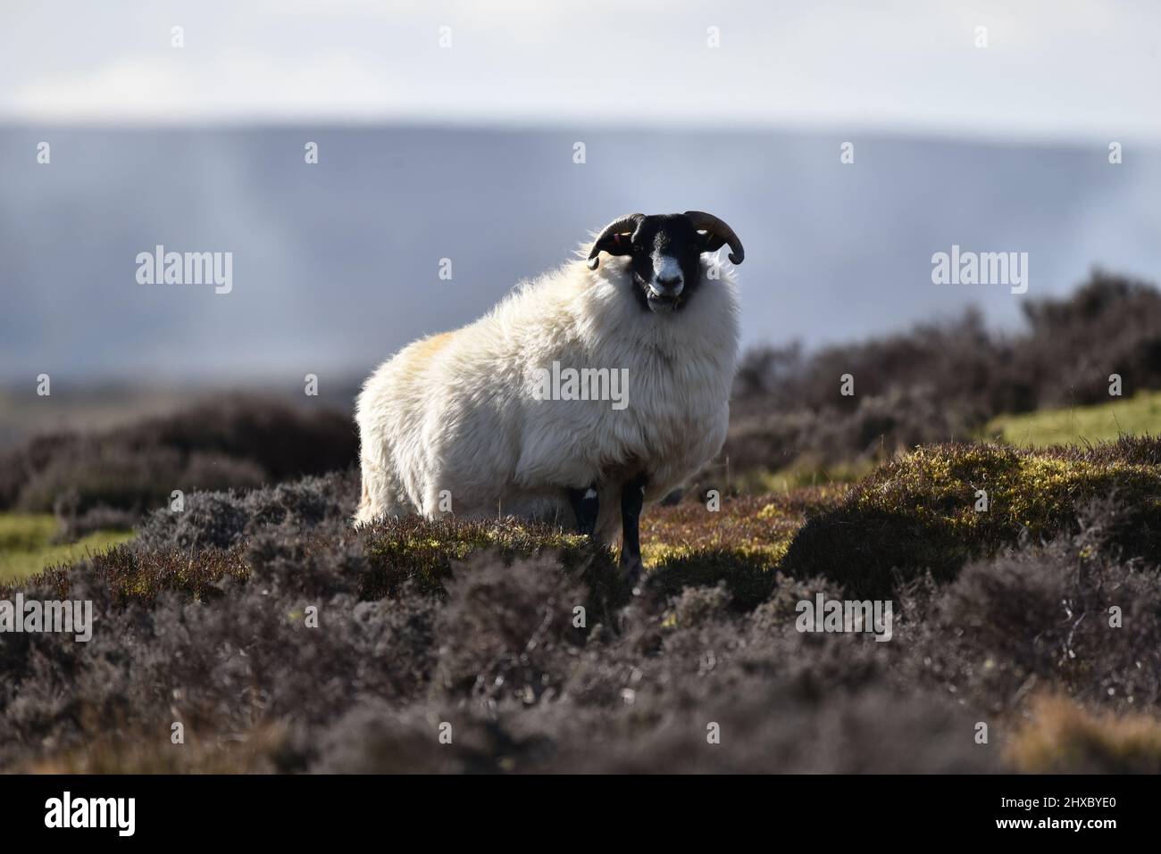 Schafe Stockfoto