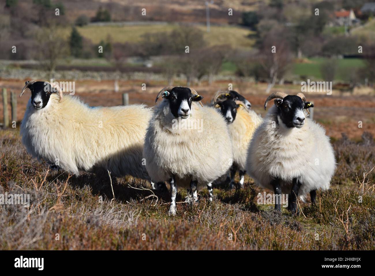 Schafe Stockfoto