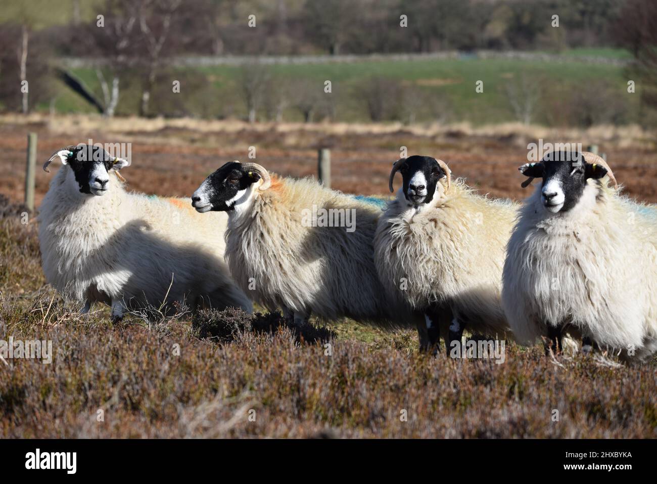 Schafe Stockfoto