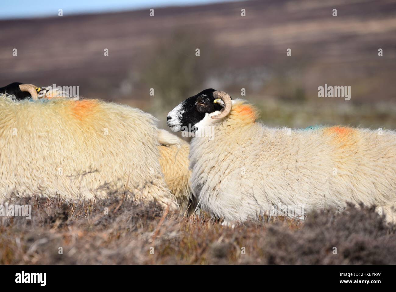 Schafe Stockfoto