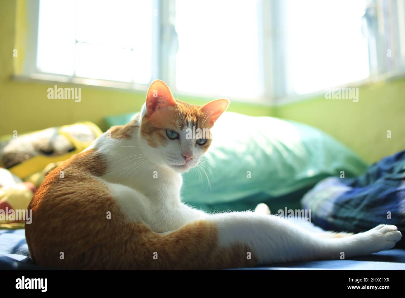 Coole Ingwer-Katze sitzt auf dem Bett Stockfoto