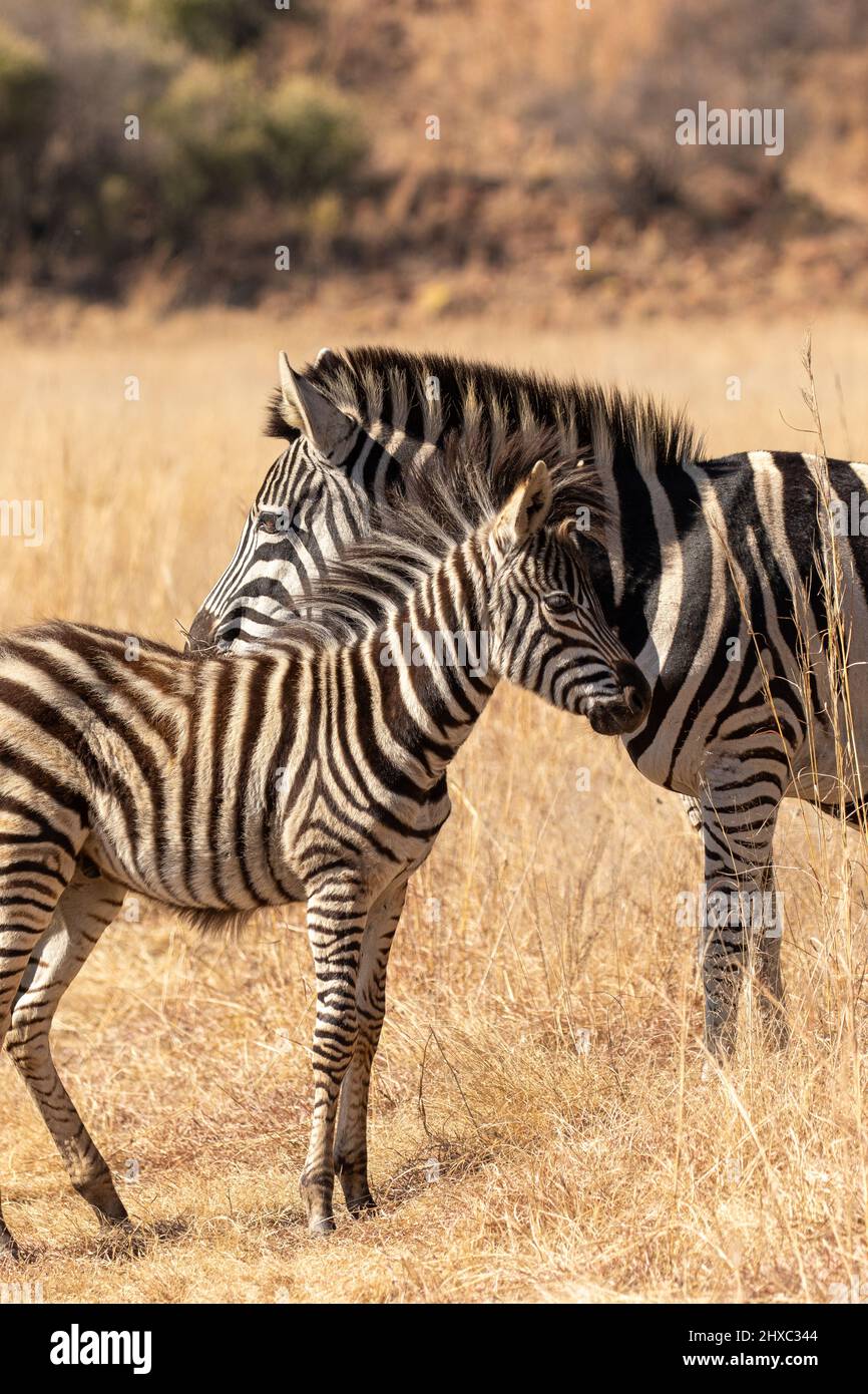 Niedliches Zebra-Fohlen, Pilanesberg-Nationalpark Stockfoto