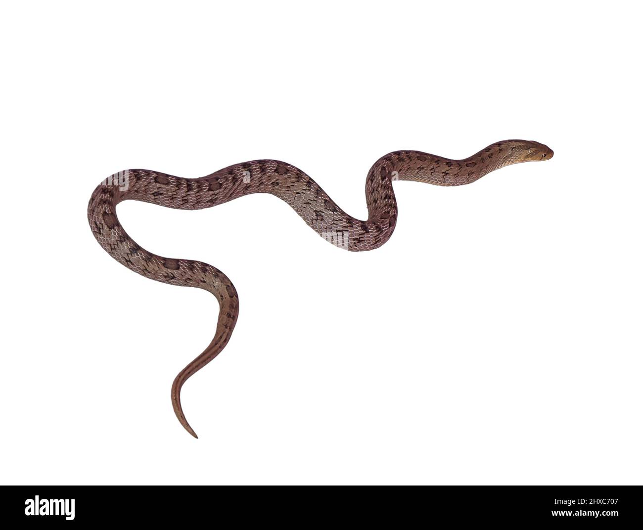 Schlange, die isoliert auf weißem Hintergrund Stockfoto