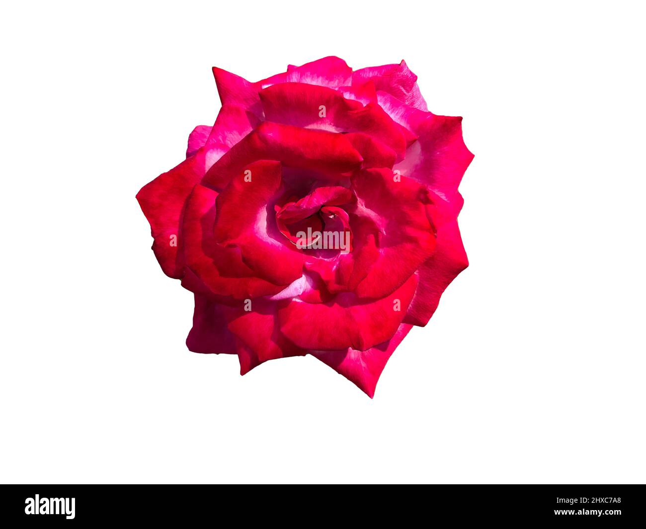 Rose auf weißem Hintergrund isoliert Stockfoto