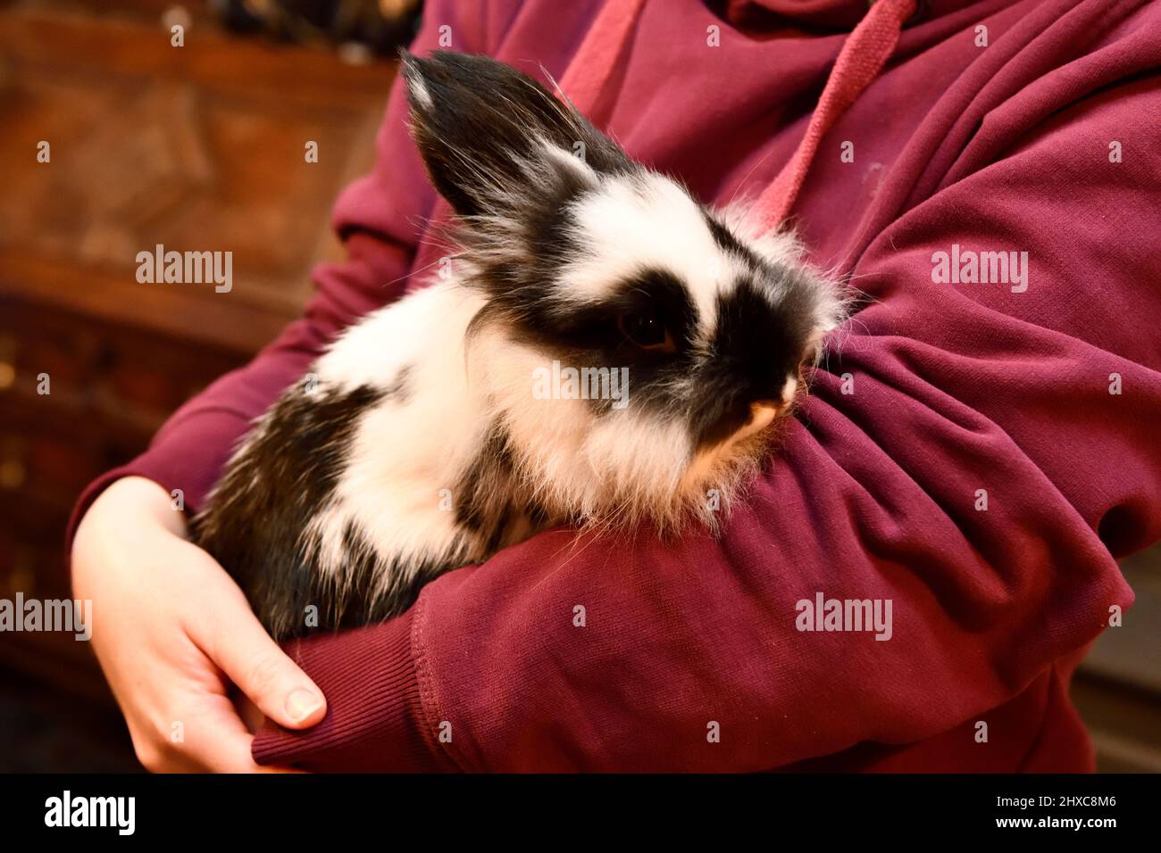 Lionhead Rabbit in den Armen eines Women Hook Norton Oxfordshire England großbritannien Stockfoto