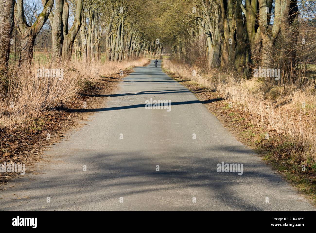 Radweg mit Eichen in der Nähe von Staatsgebiet Beberbeck, Hofgeismar, Kreis Kassel, Hessen, Deutschland Stockfoto