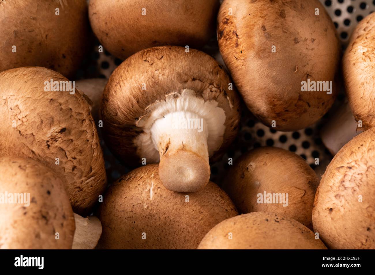 Extreme Nahaufnahme von frischen braunen Pilzen Stockfoto