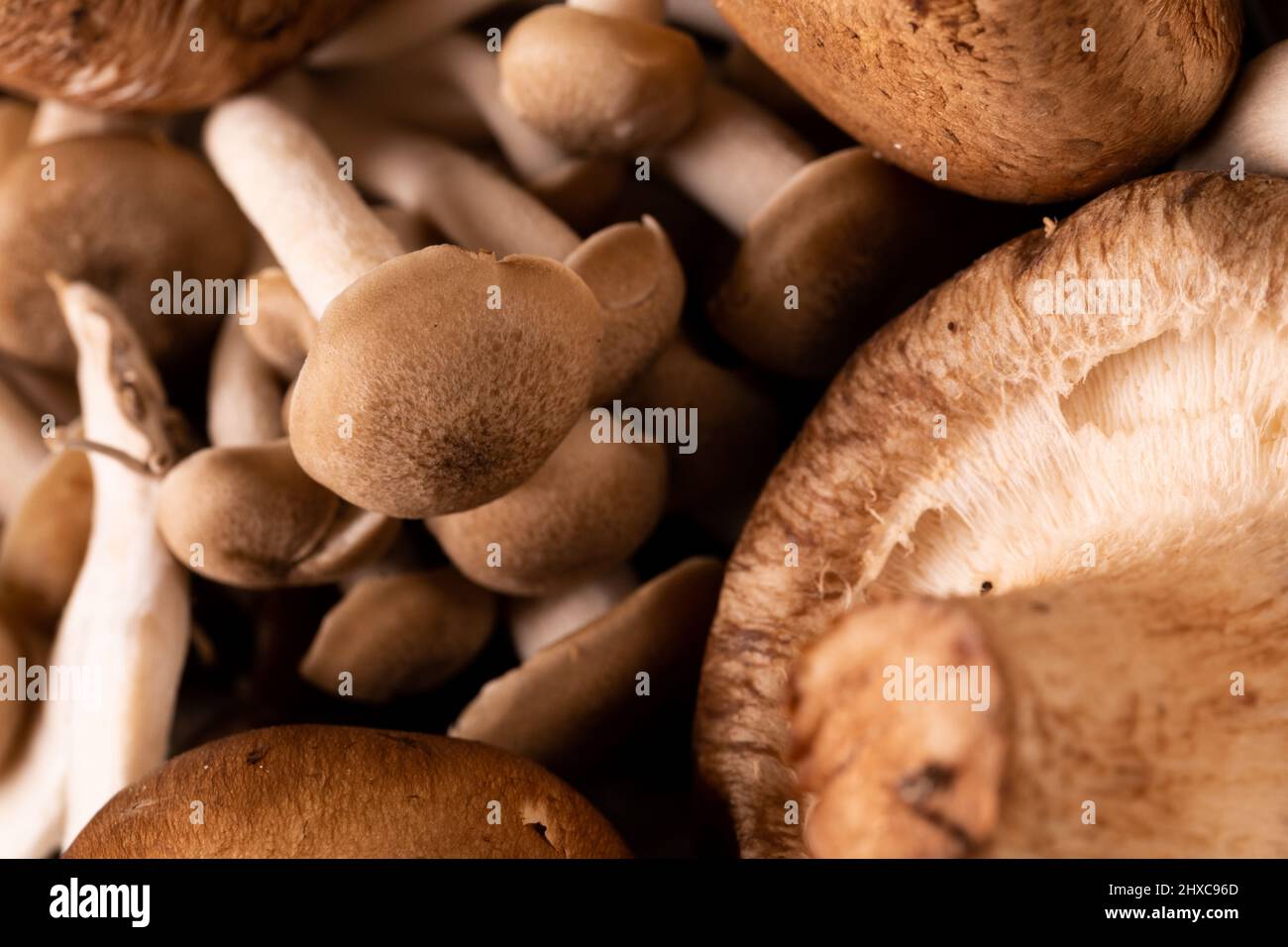Aufnahme von frischen braunen Pilzen im Vollformat Stockfoto