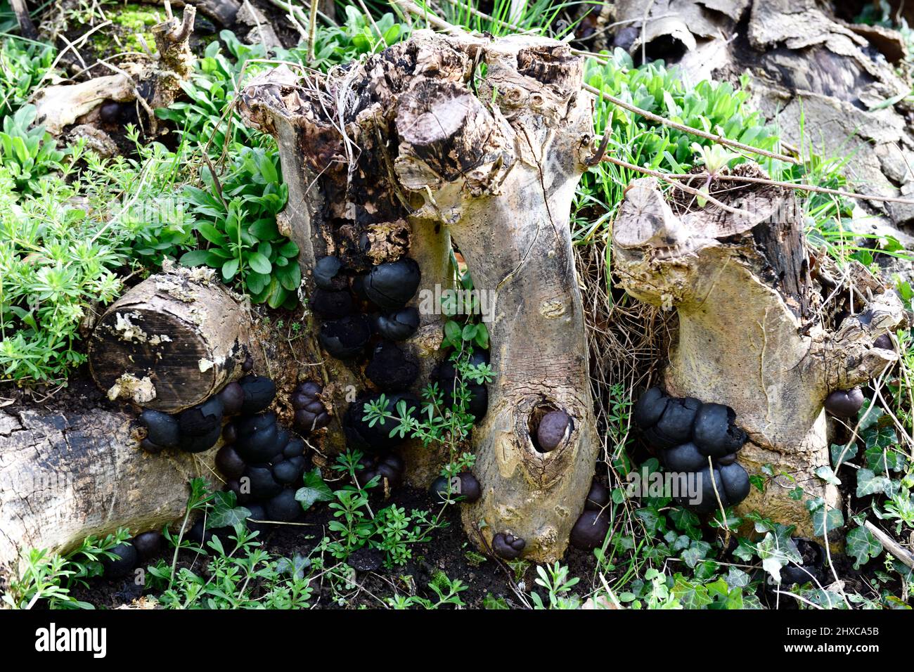 Black Ball Fungus (Daldinia concentrica) auf Tree Stumps Hook Norton Oxfordshire England großbritannien Stockfoto