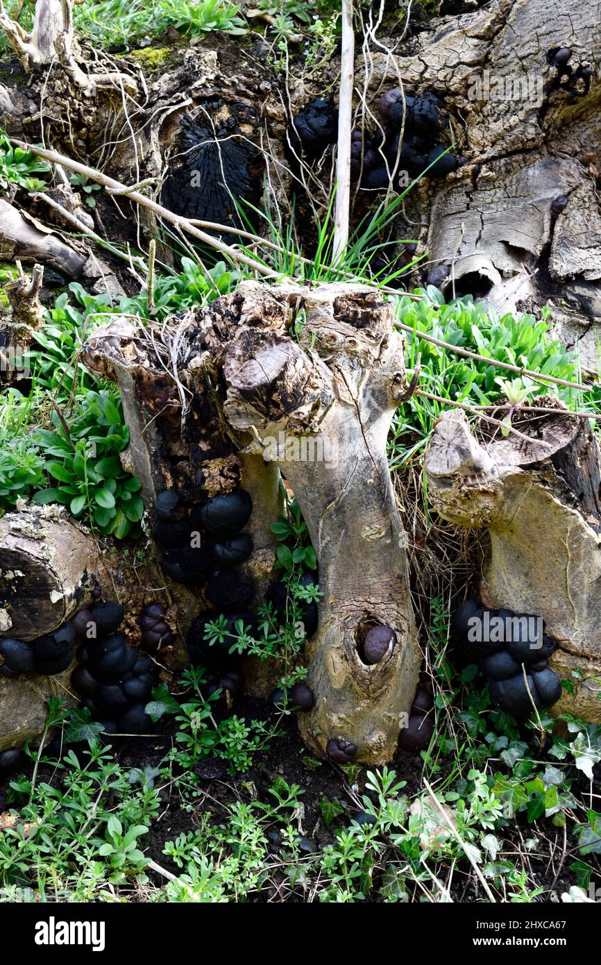 Black Ball Fungus (Daldinia concentrica) auf Tree Stumps Hook Norton Oxfordshire England großbritannien Stockfoto