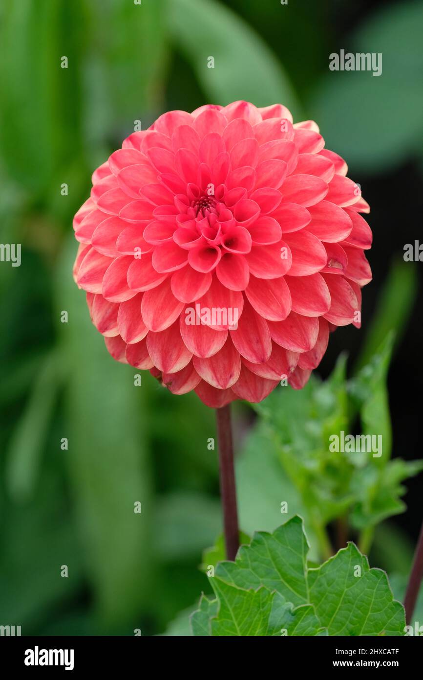 Formelle Decorative Dahlia, „Lismore Robin“, einzelne rothaarige Blume Stockfoto