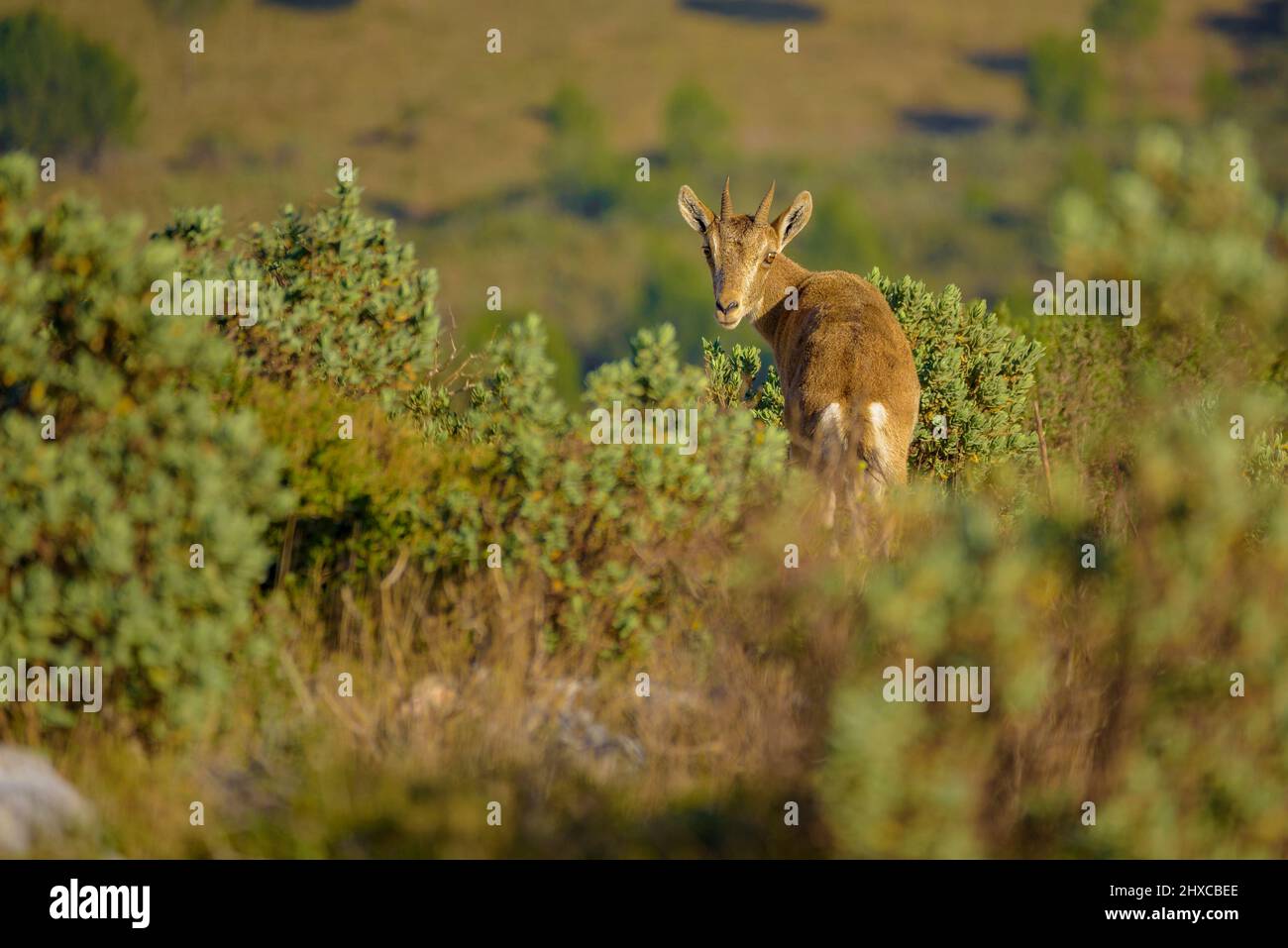 Bergziege (Capra pyrenaica) zwischen Büschen im Montgrí-Massiv, im Naturpark Montgrí, Illes Medes und Baix Ter Empordà, Katalonien, Spanien Stockfoto