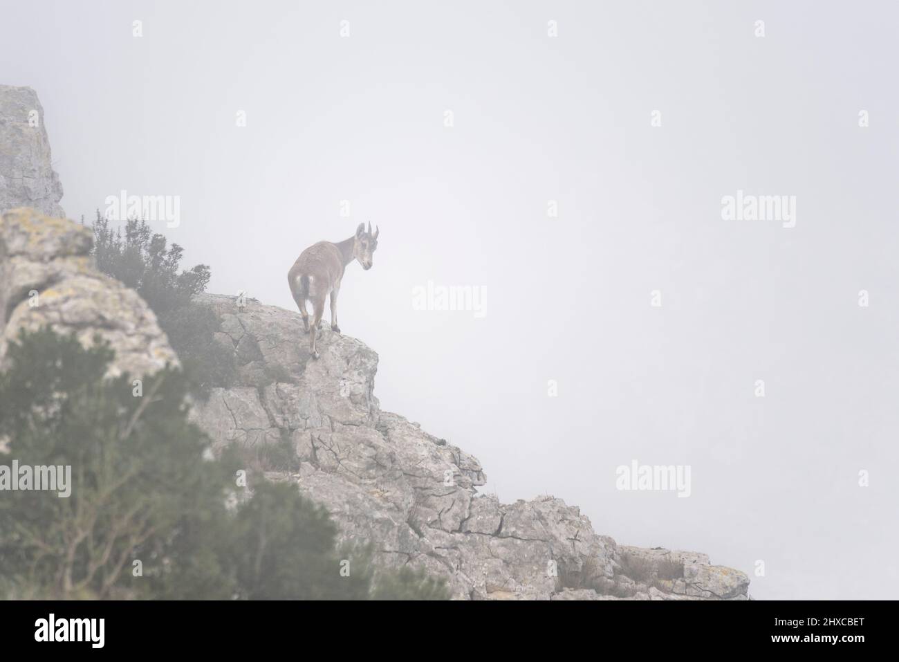 Bergziege (Capra pyrenaica) zwischen Klippen und Nebel im Montgrí-Massiv, im Park Montgrí, Illes Medes und Baix Ter (Empordà, Girona, Spanien) Stockfoto